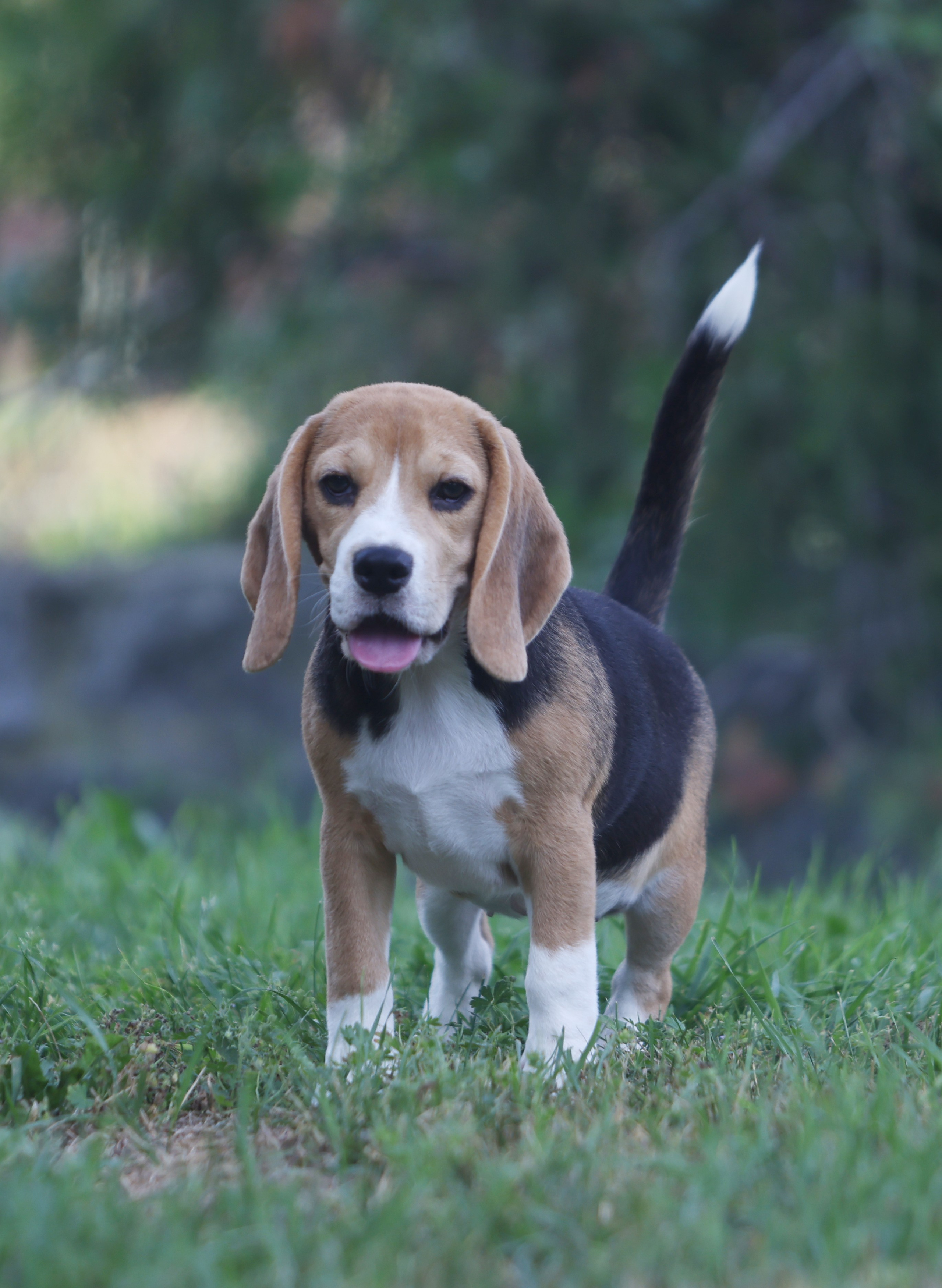 Фіона. Питомник биглей Selesta’s Dreams