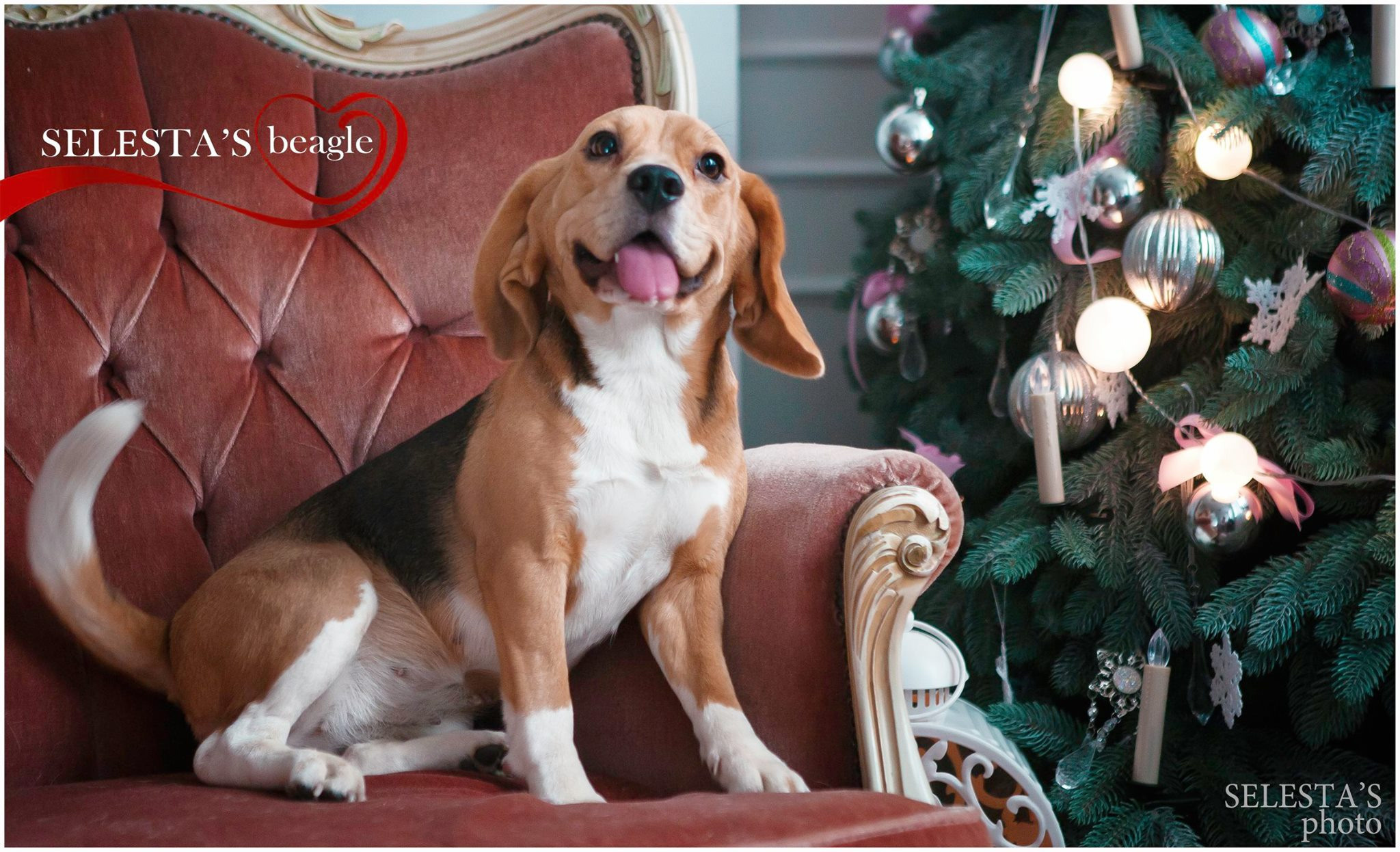 Тіна. Розплідник біглей в Україні