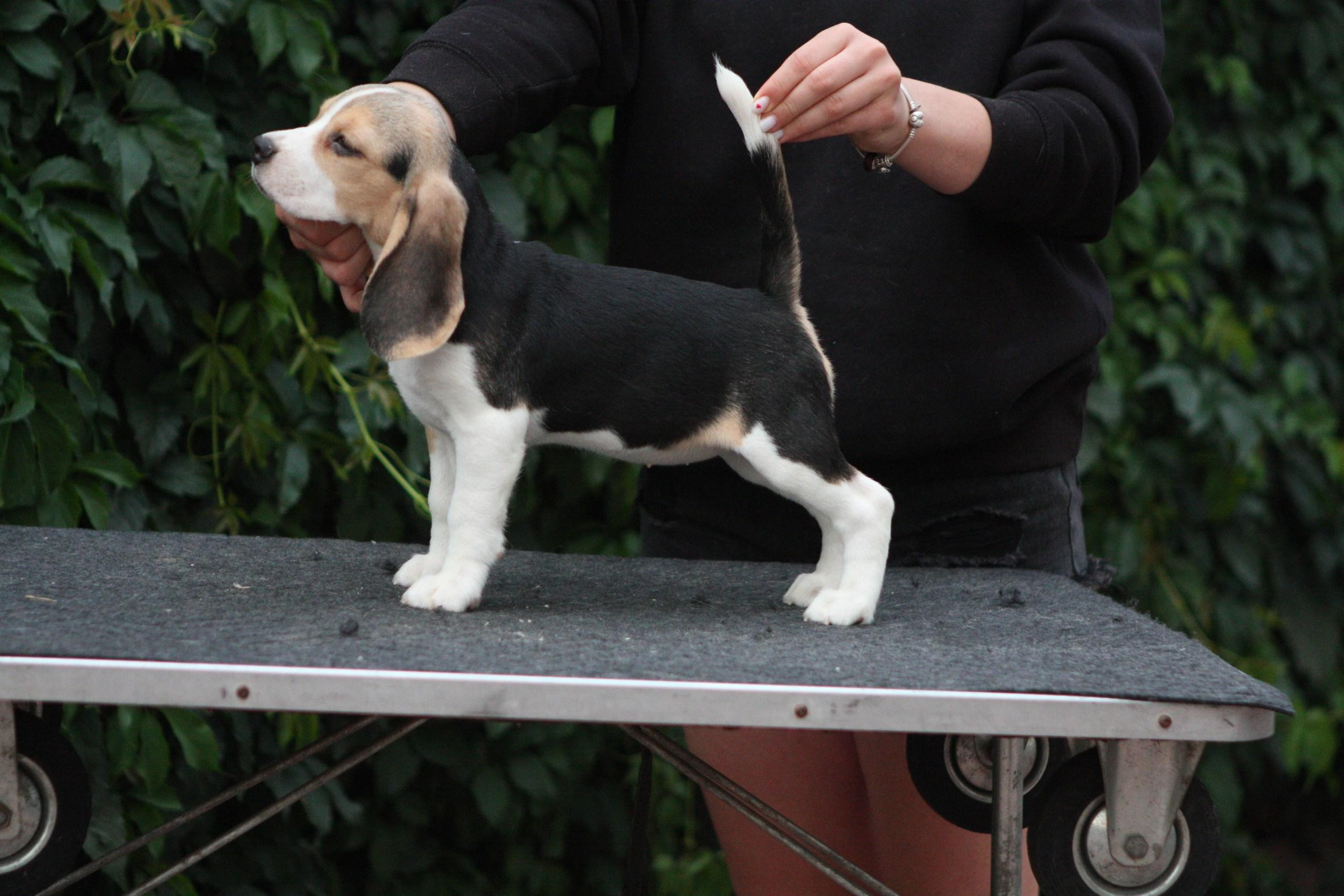 Саша і Ден. Розплідник біглей в Україні