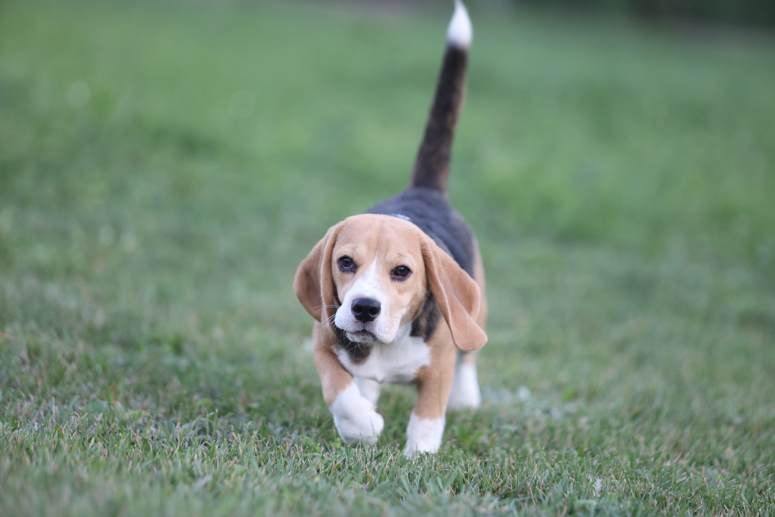 Фіона. Питомник биглей Selesta’s Dreams