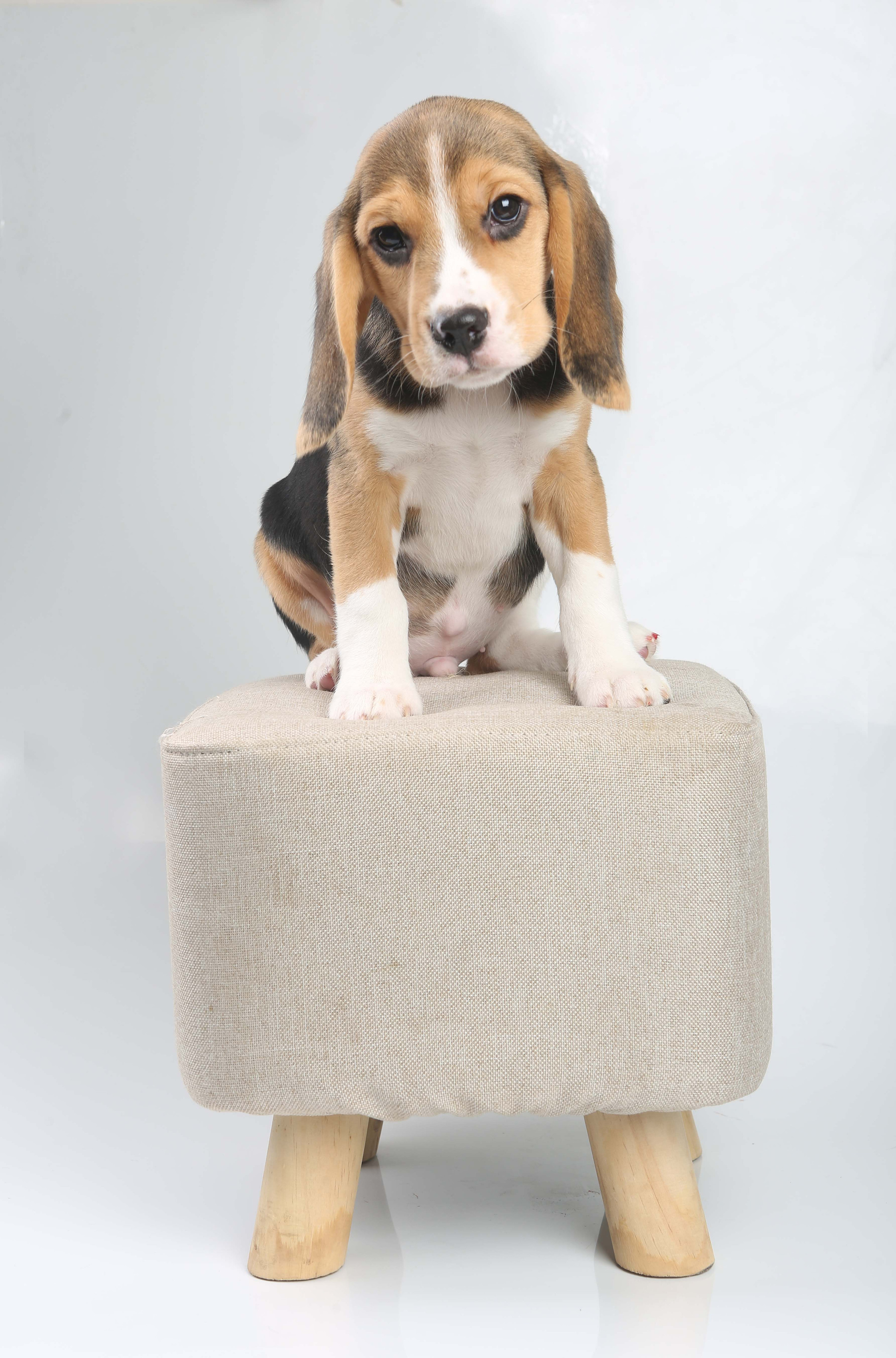 Єрик+Перік. Розплідник біглей в Україні