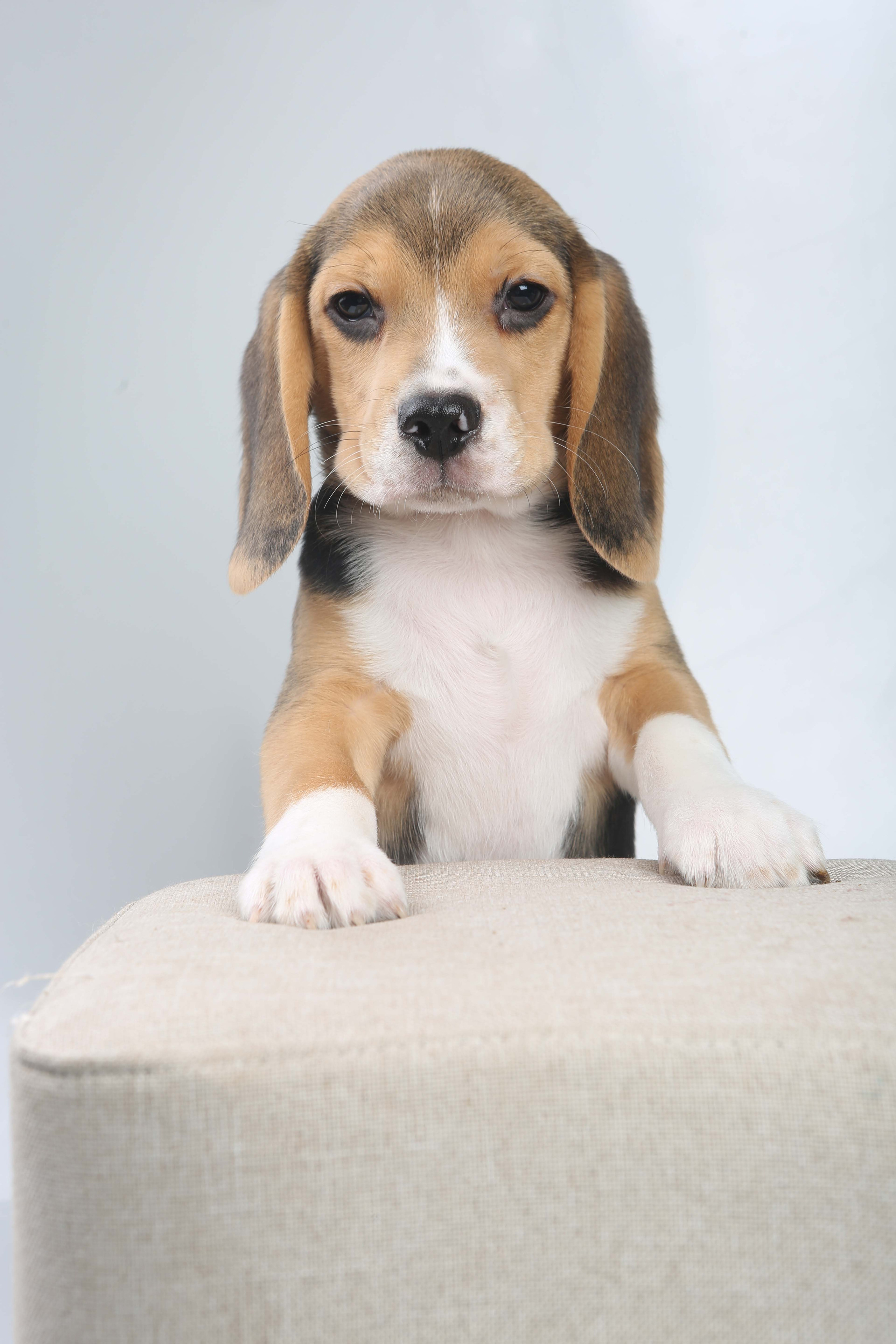 Єрик+Перік. Розплідник біглей в Україні