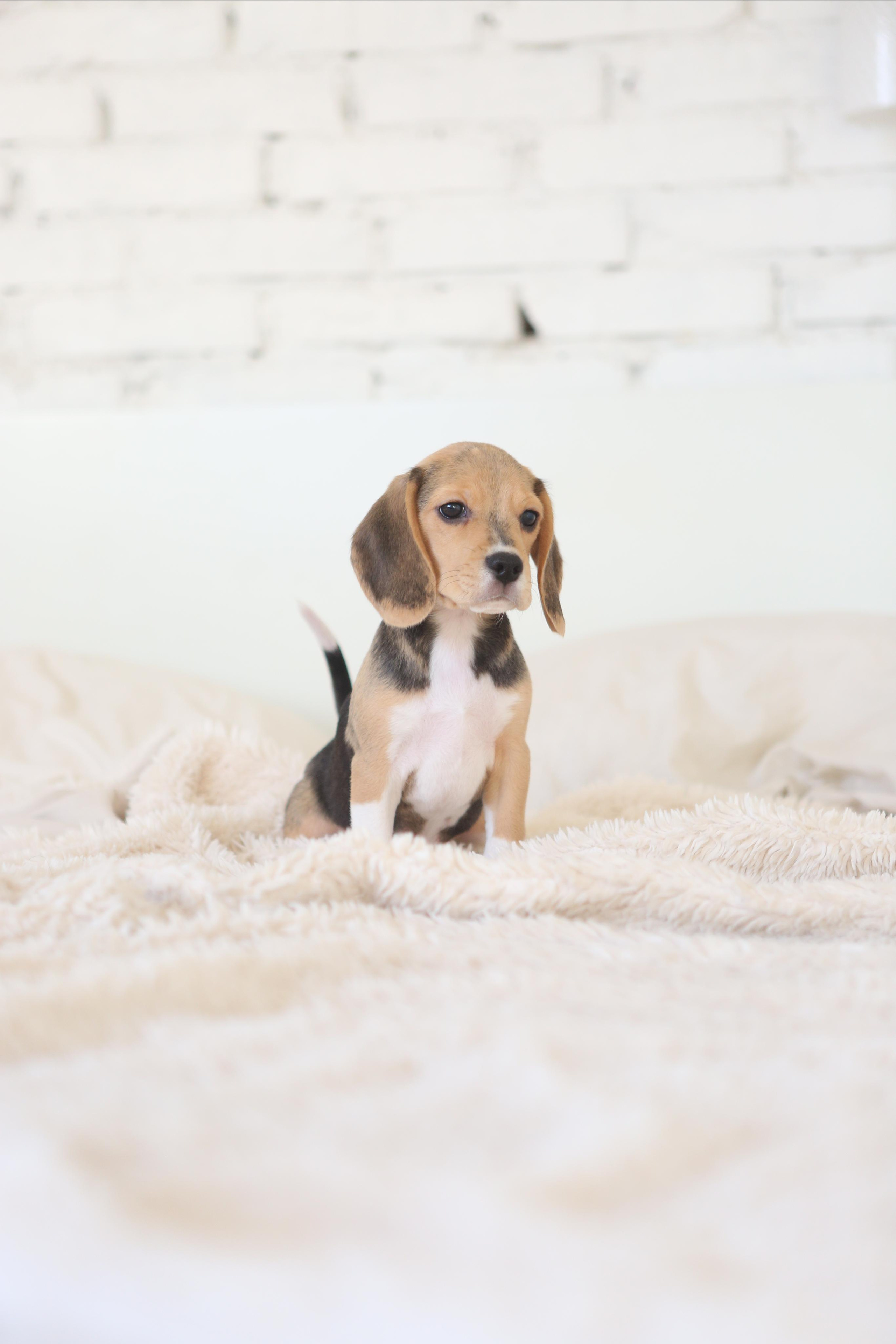 Krepish + Karamel. Питомник биглей Selesta’s Dreams