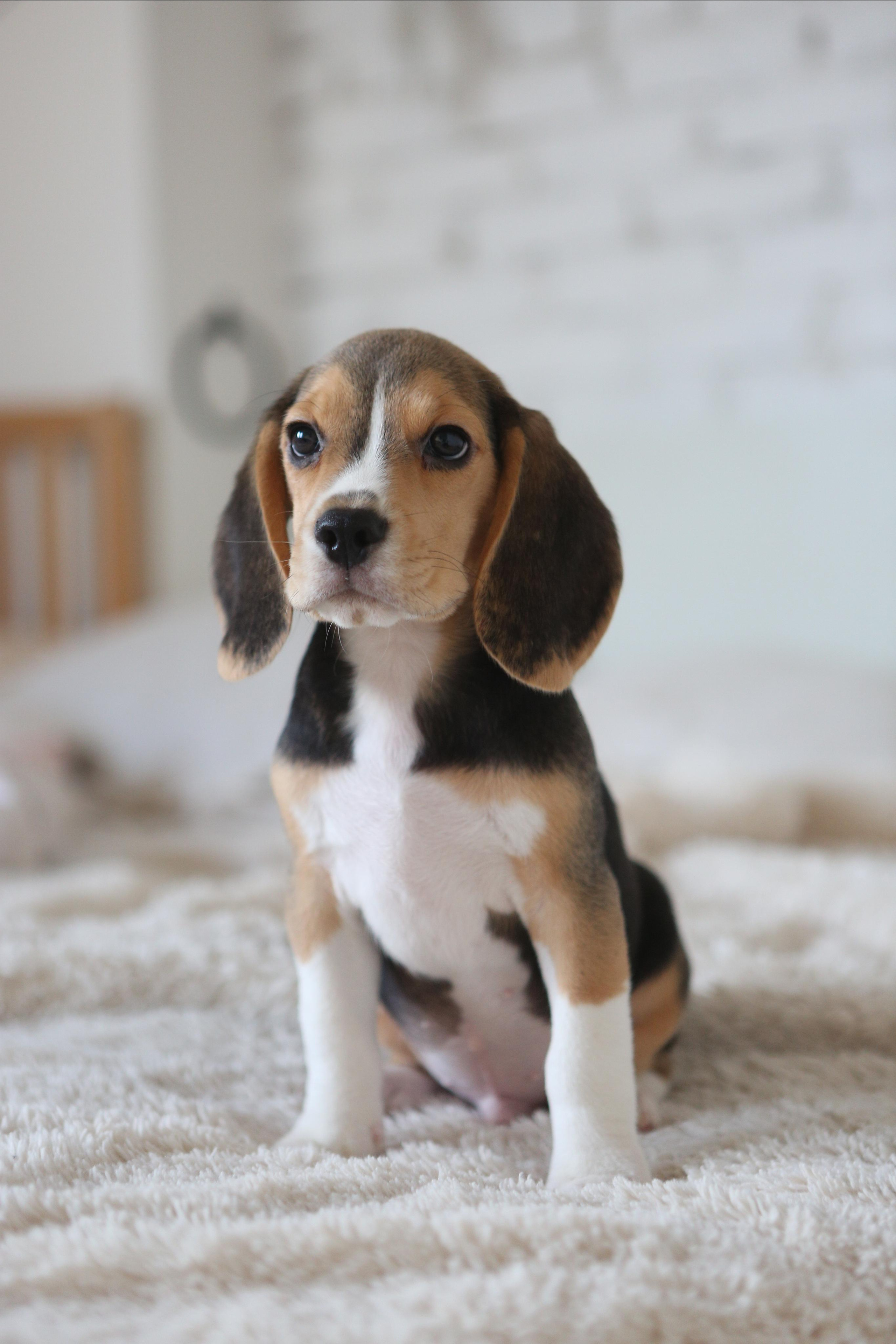 Krepish + Karamel. Питомник биглей Selesta’s Dreams