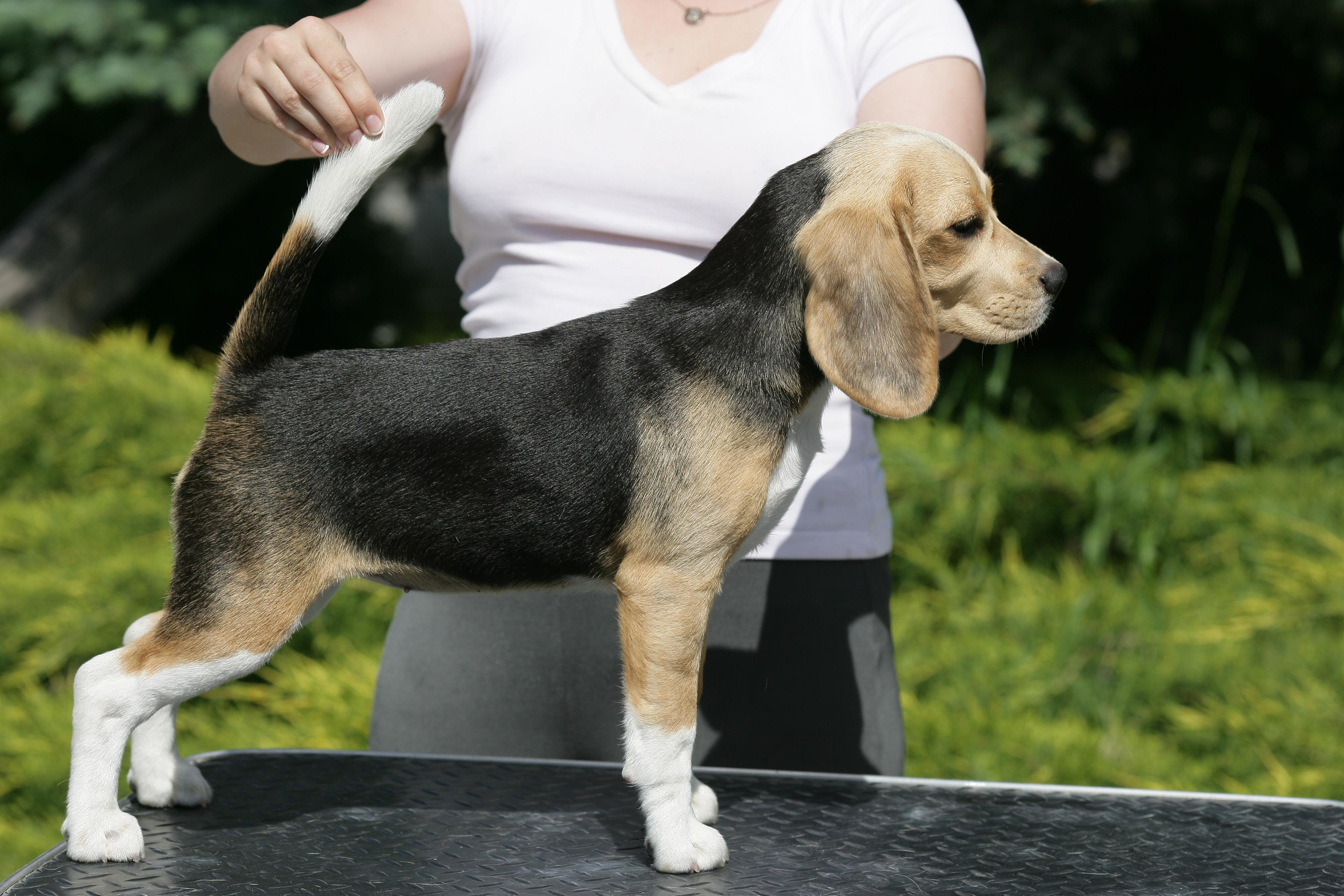 Тіна. Розплідник біглей в Україні