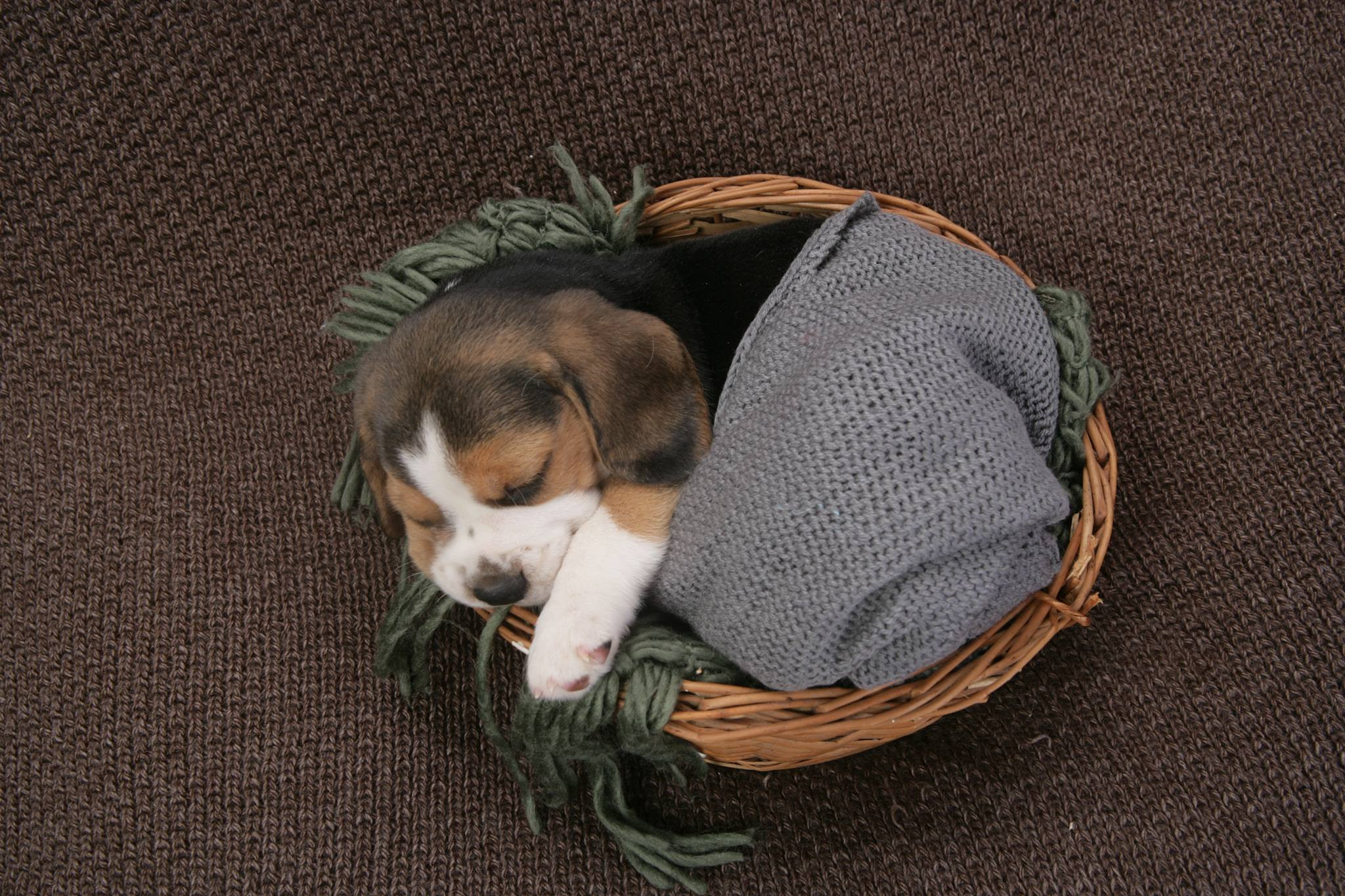 Класс щенка або чому щенки бігля мають різну вартість. Питомник биглей Selesta’s Dreams