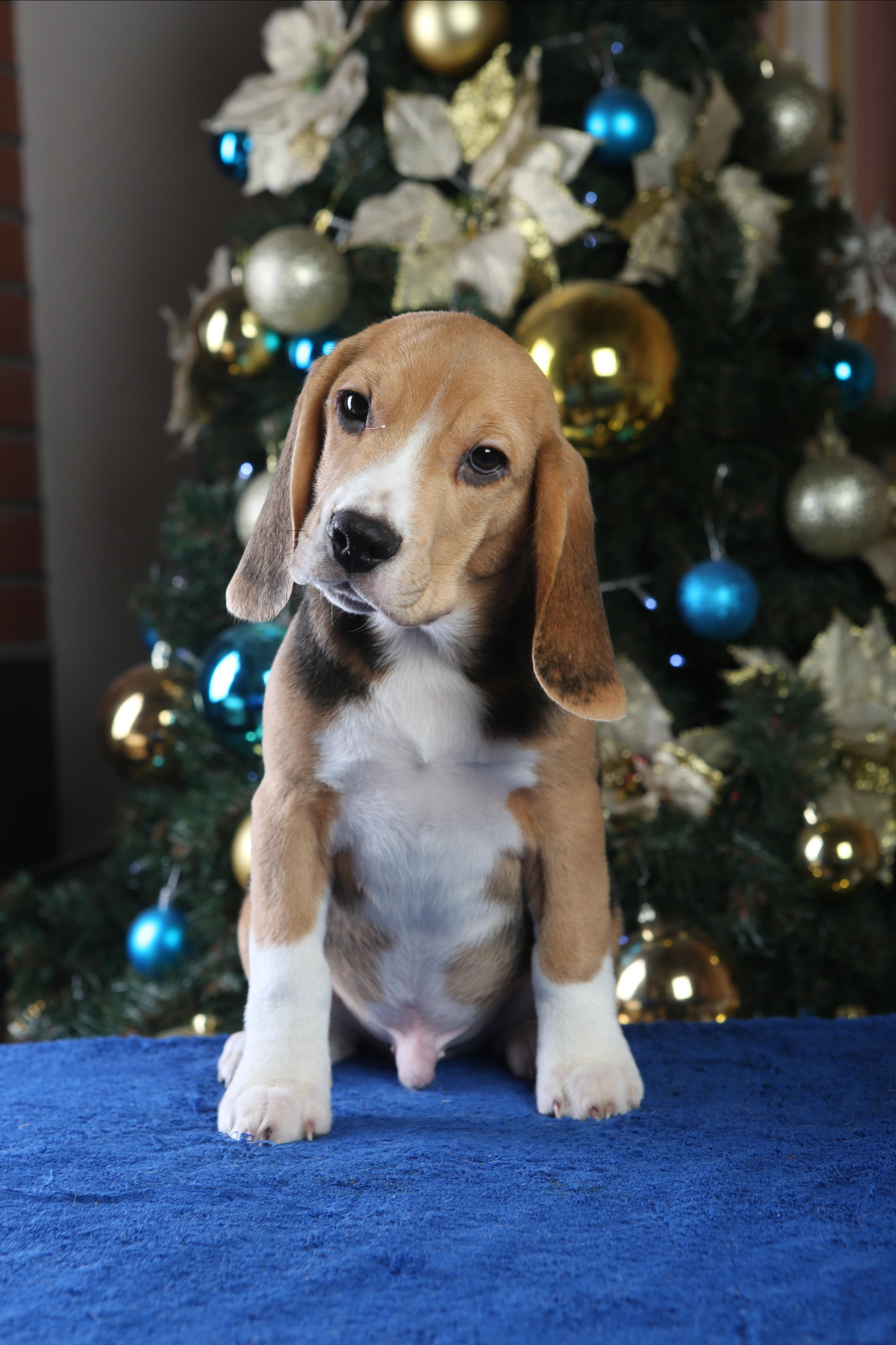 Єрик+Перік. Розплідник біглей в Україні