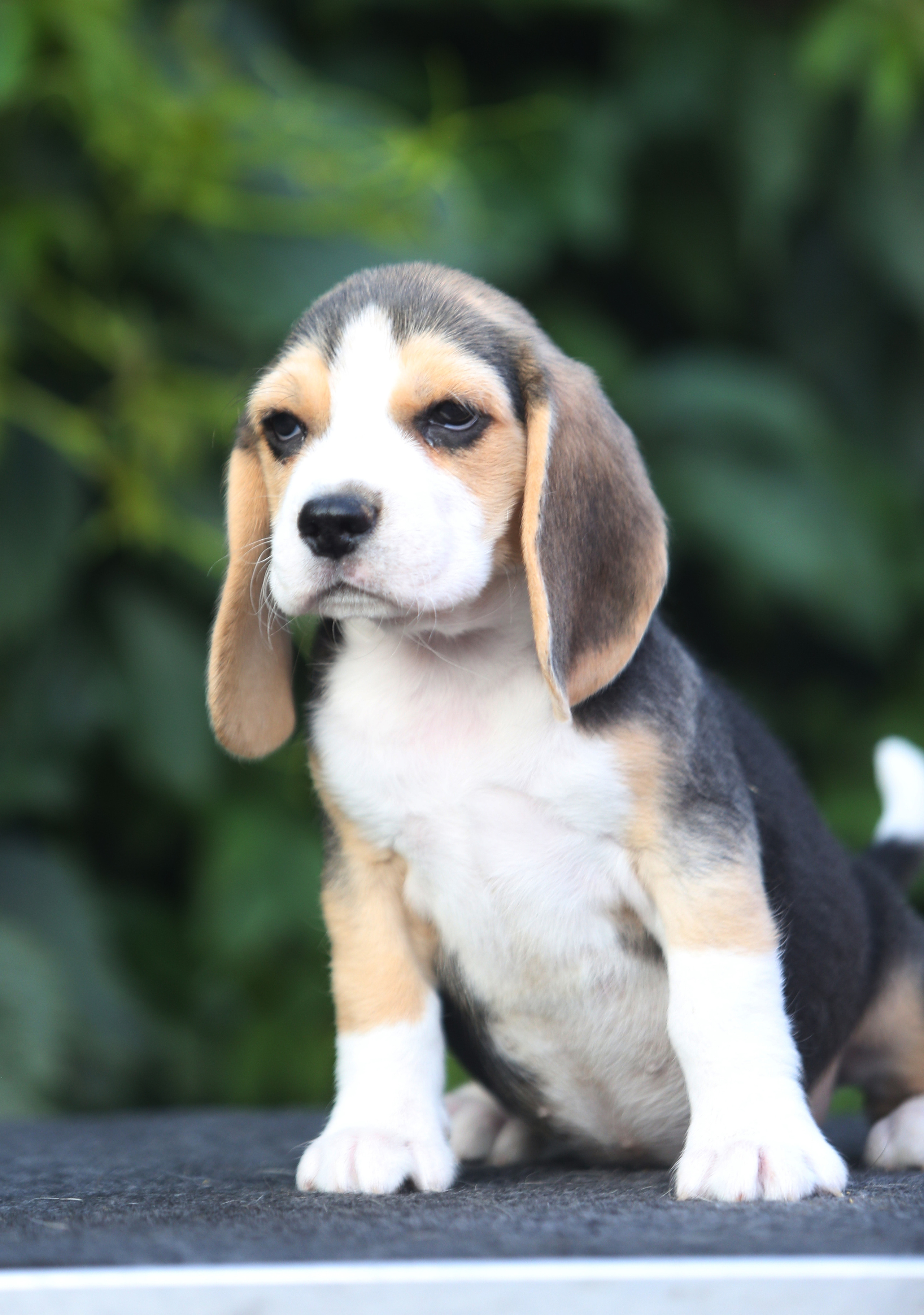 Саша і Ден. Розплідник біглей в Україні