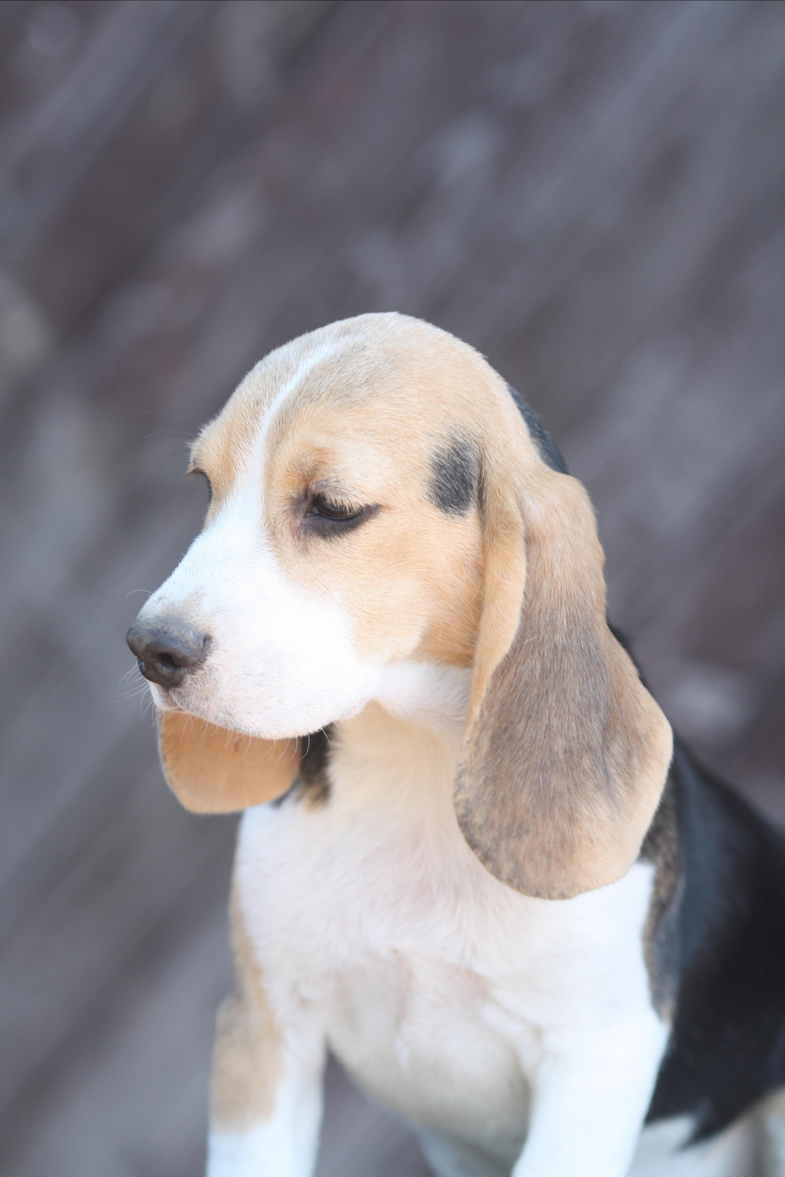 Саша і Ден. Розплідник біглей в Україні