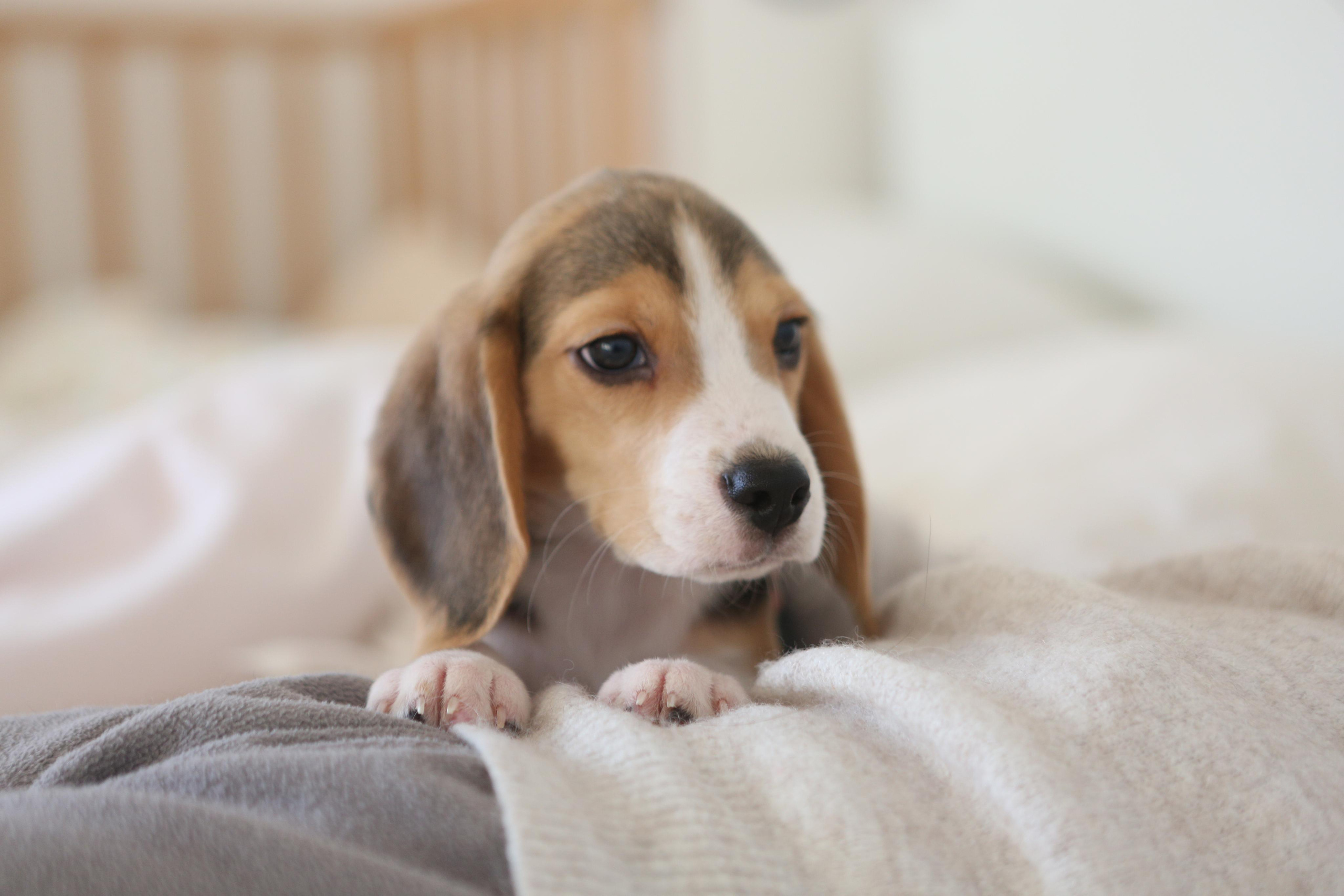 Krepish + Karamel. Питомник биглей Selesta’s Dreams