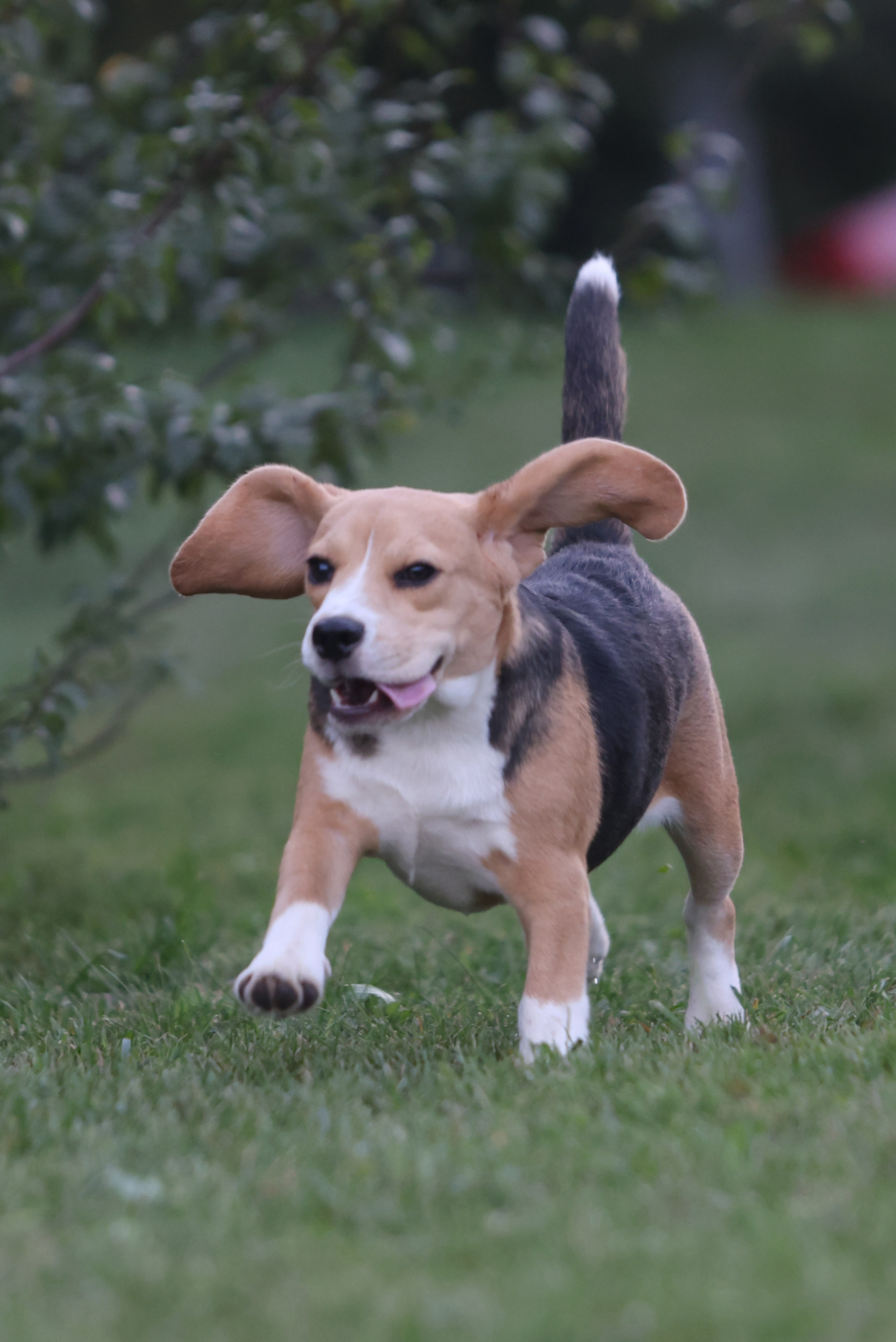 Фіона. Питомник биглей Selesta’s Dreams