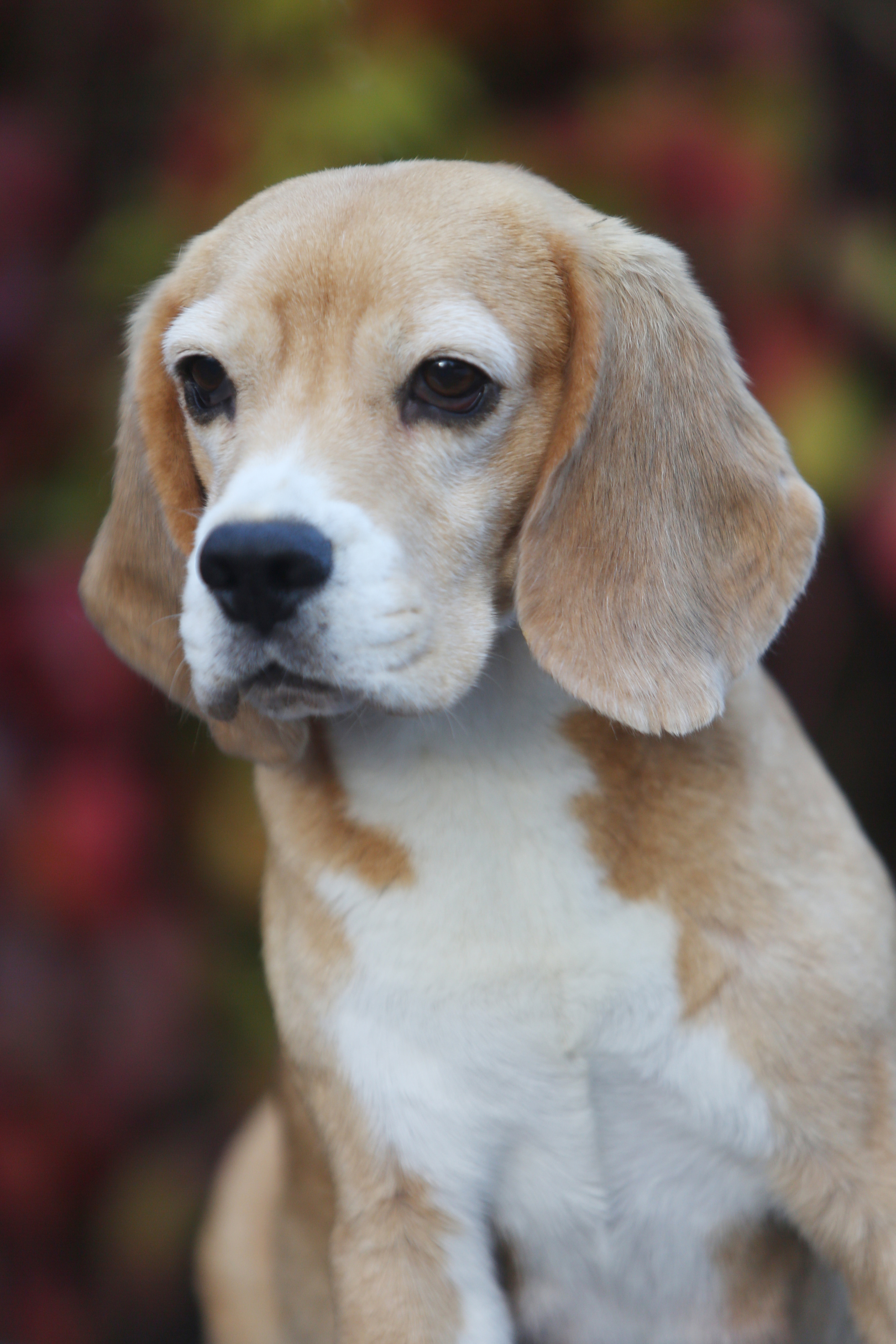 Тіна. Розплідник біглей в Україні