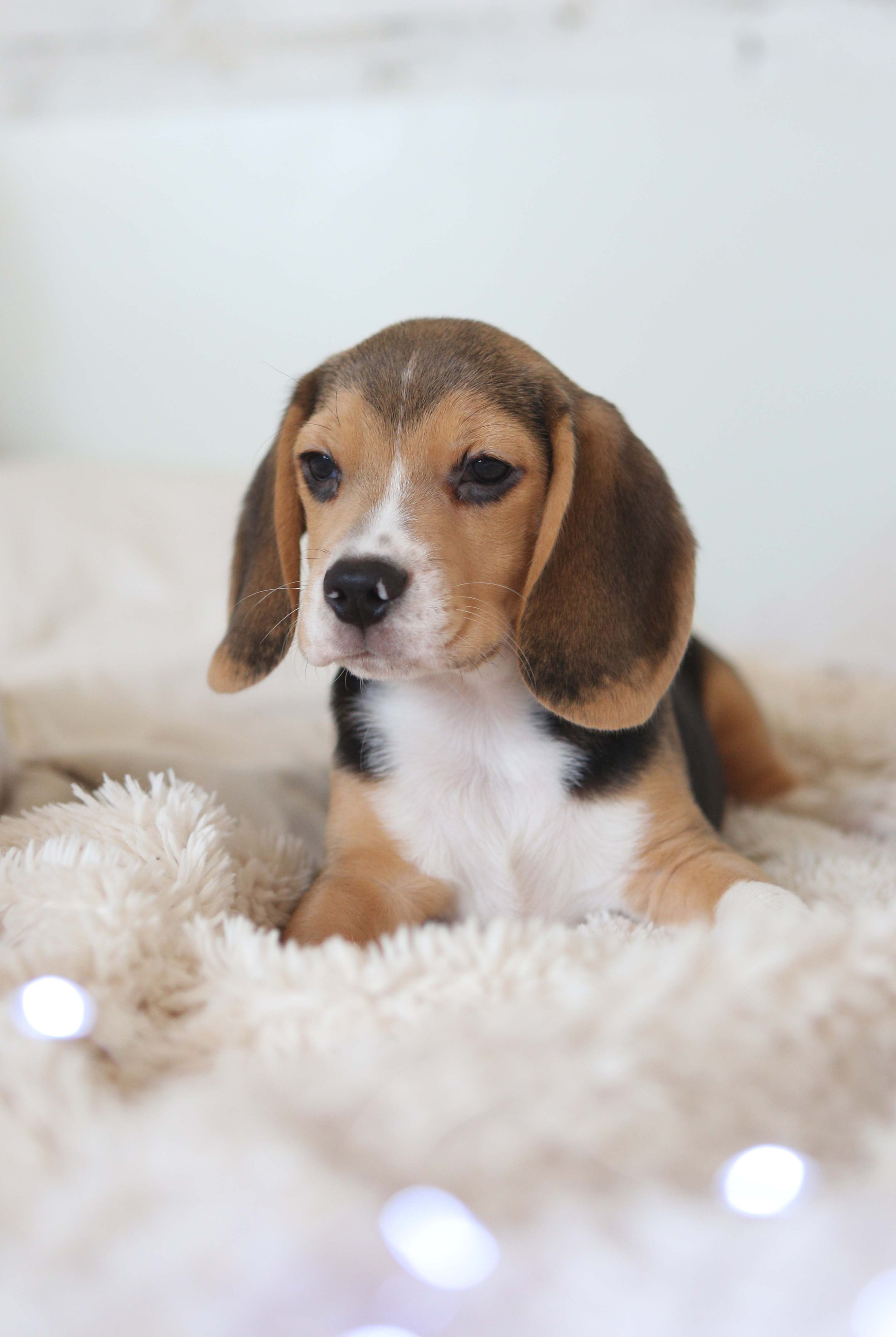 Єрик+Перік. Розплідник біглей в Україні