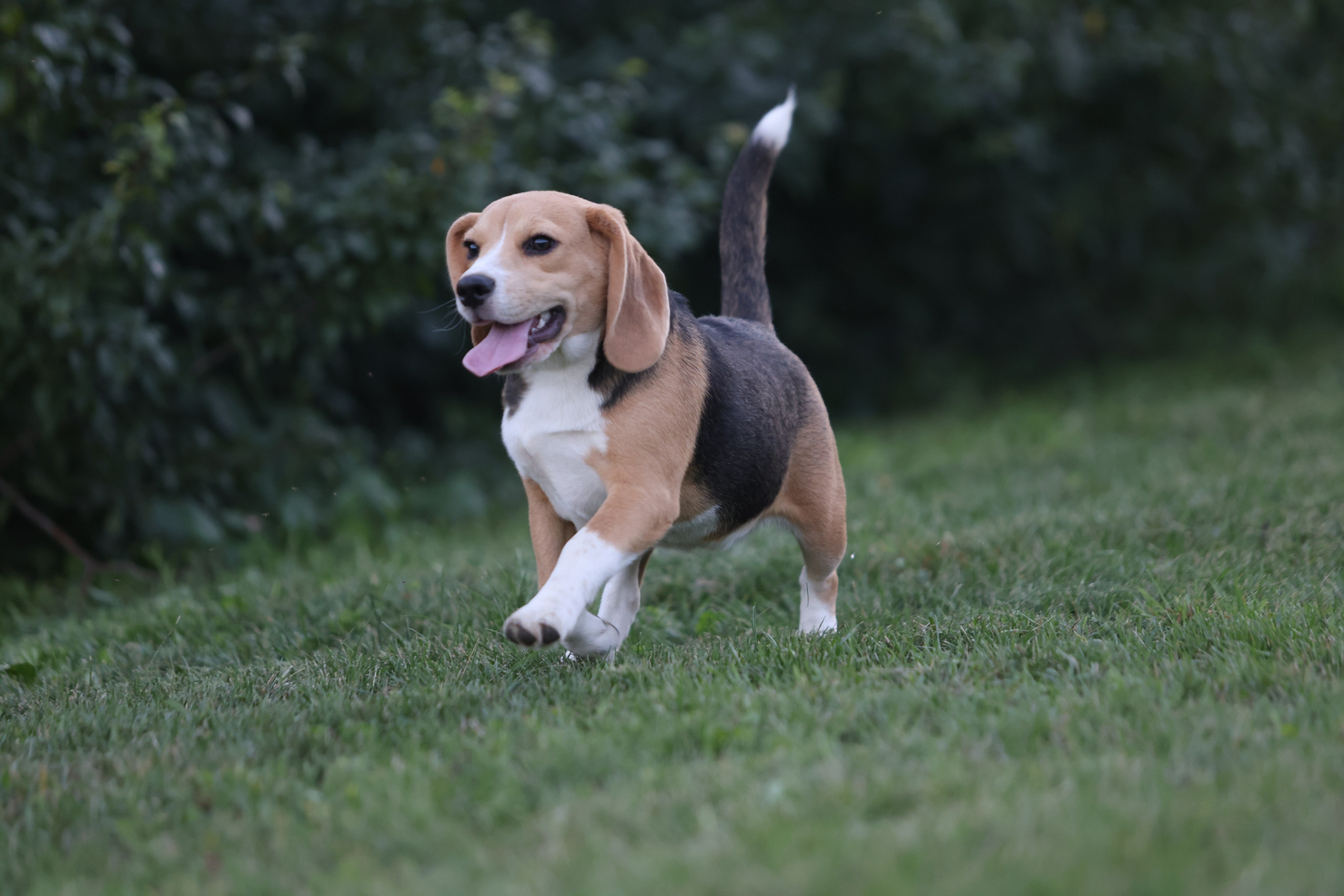 Фіона. Питомник биглей Selesta’s Dreams