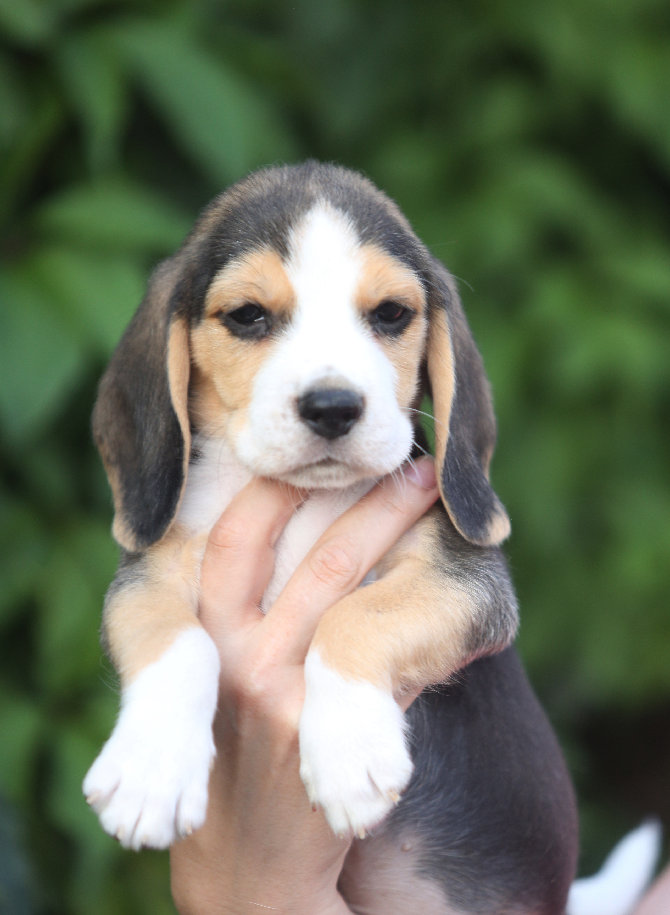 Саша і Ден. Розплідник біглей в Україні