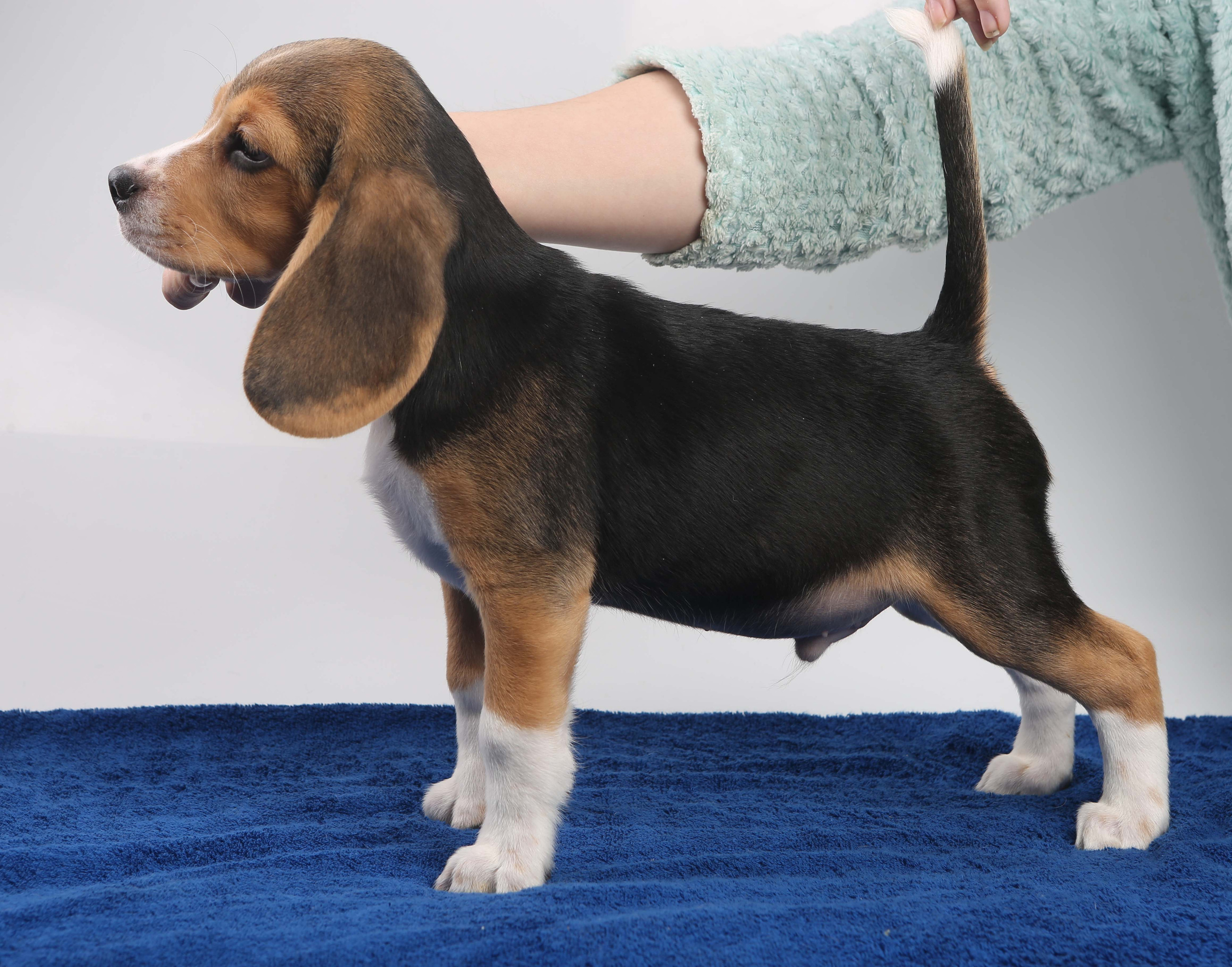 Єрик+Перік. Розплідник біглей в Україні