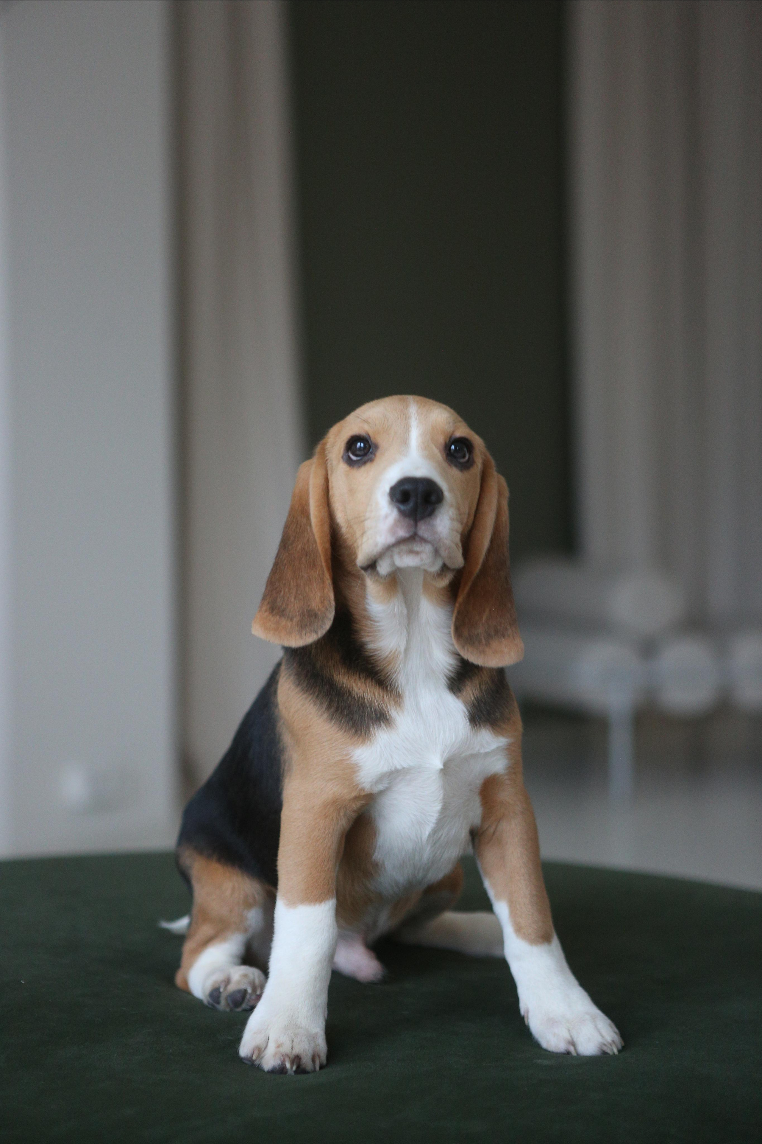 Джони. Питомник биглей Selesta’s Dreams