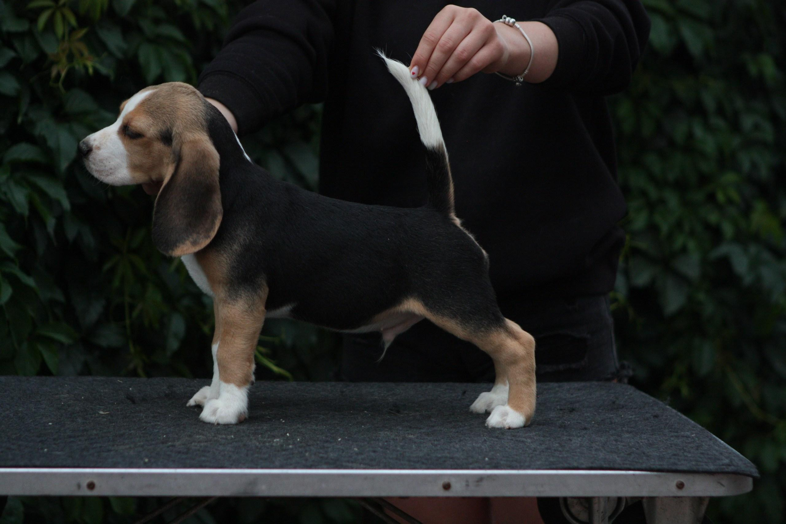 Саша і Ден. Розплідник біглей в Україні