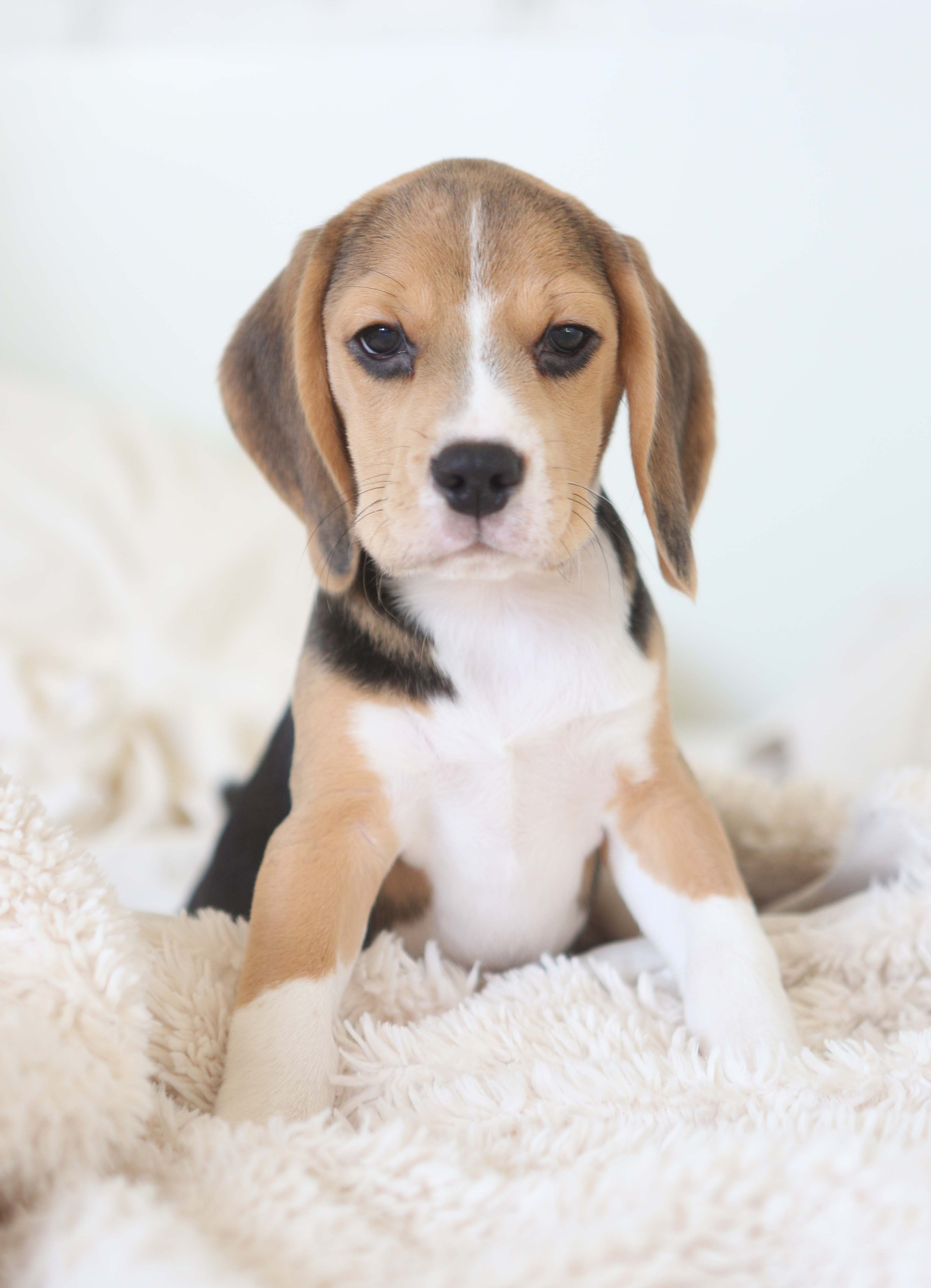 Єрик+Перік. Розплідник біглей в Україні