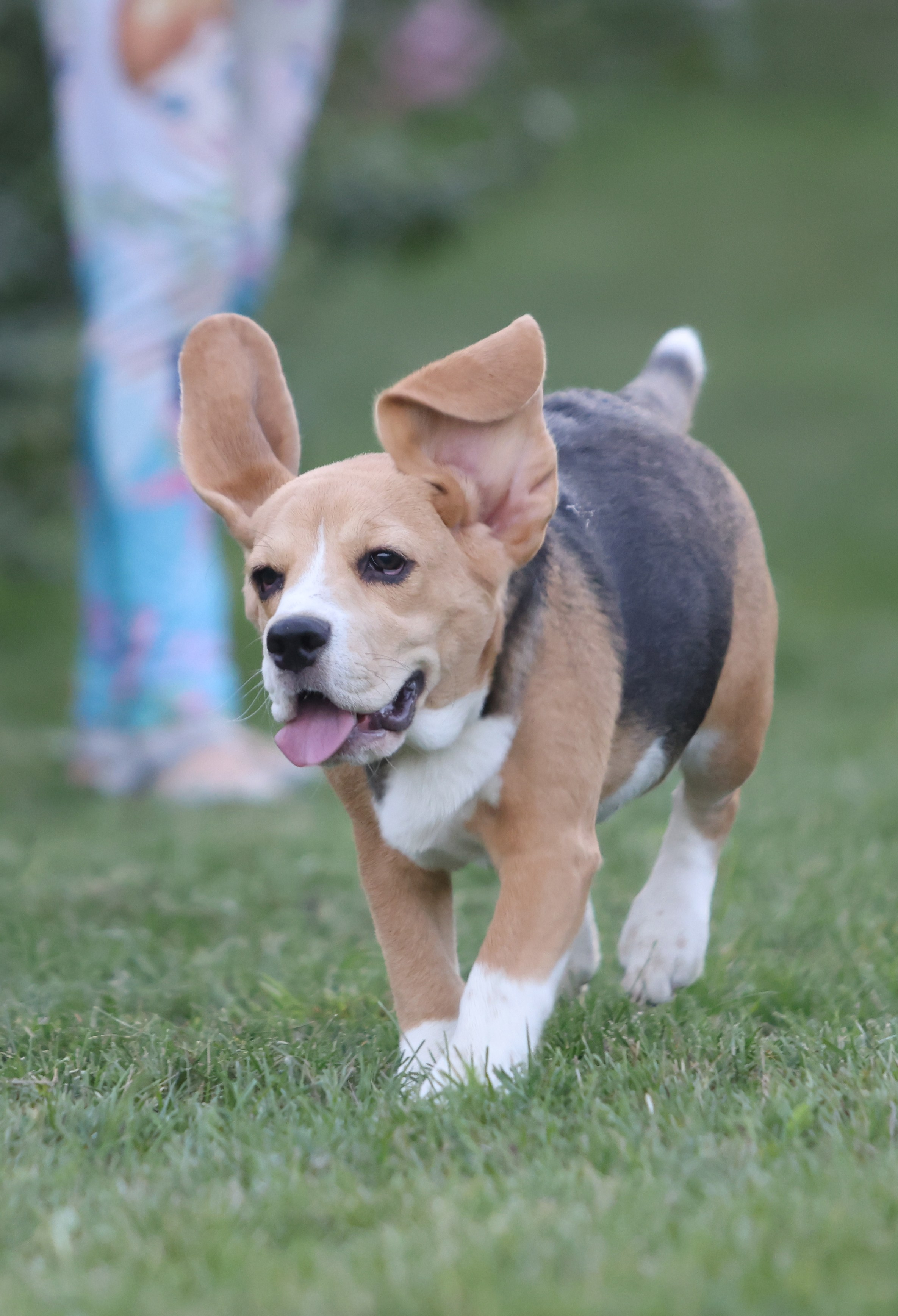 Фіона. Питомник биглей Selesta’s Dreams