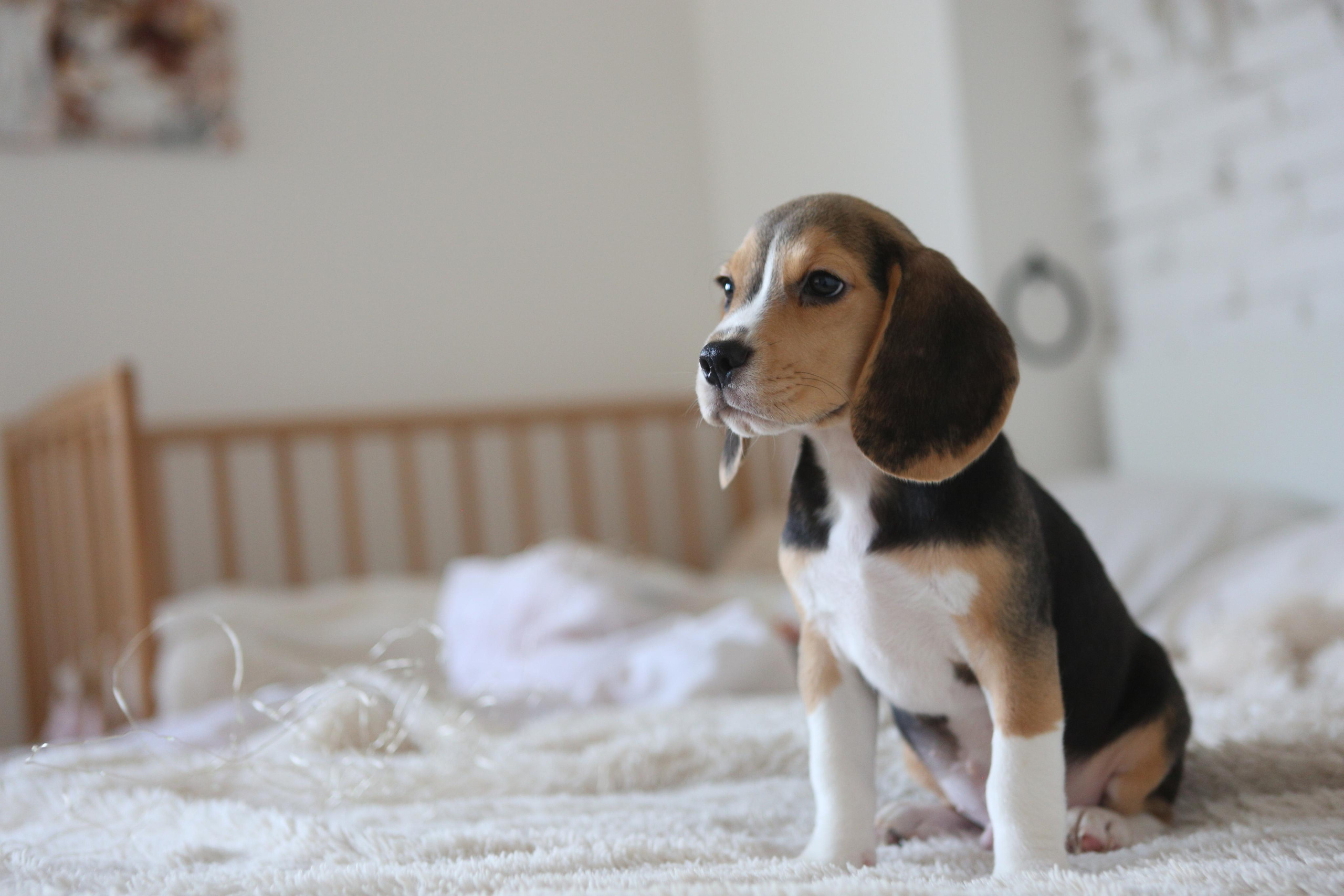 Krepish + Karamel. Питомник биглей Selesta’s Dreams