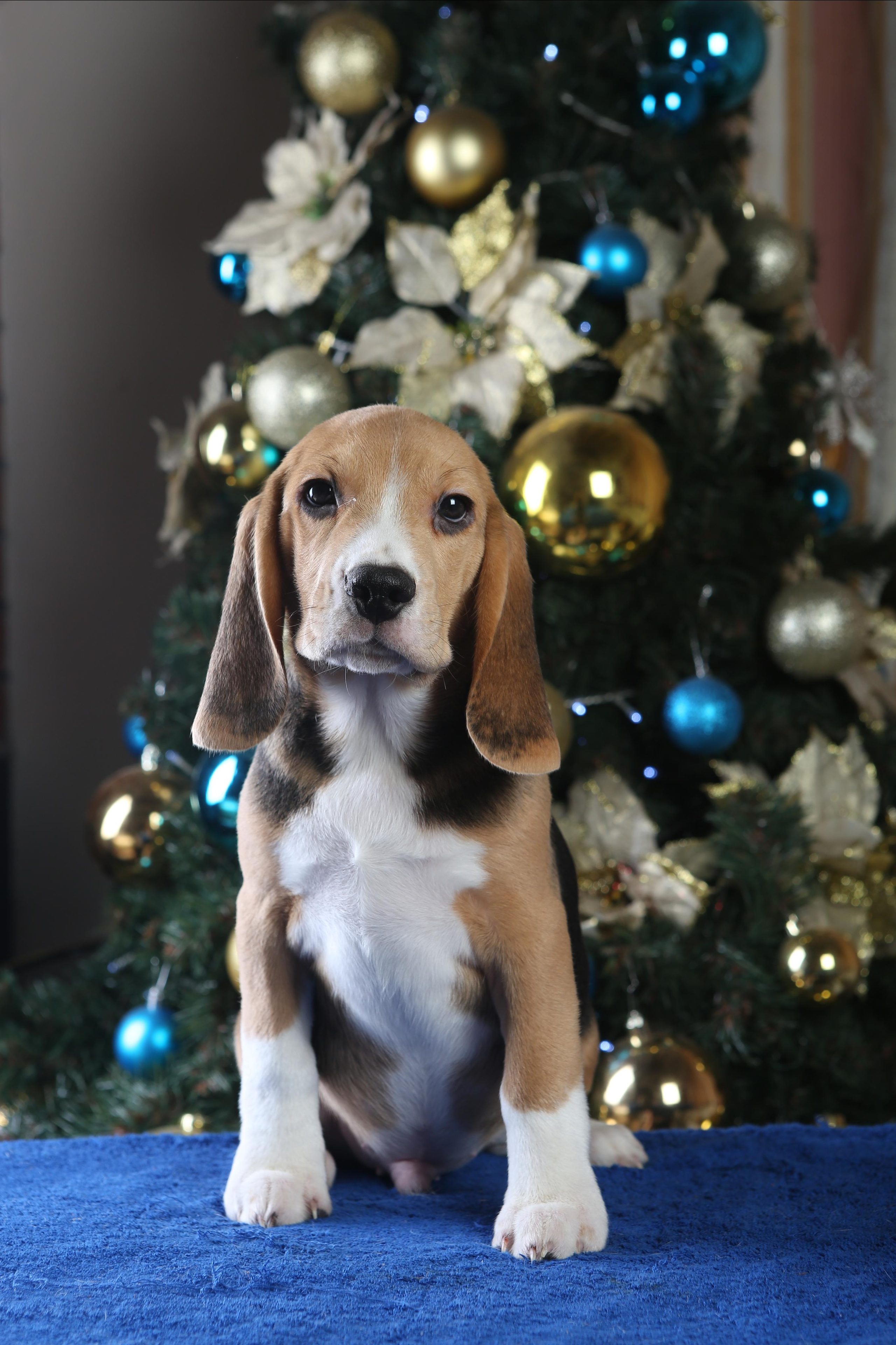 Єрик+Перік. Розплідник біглей в Україні