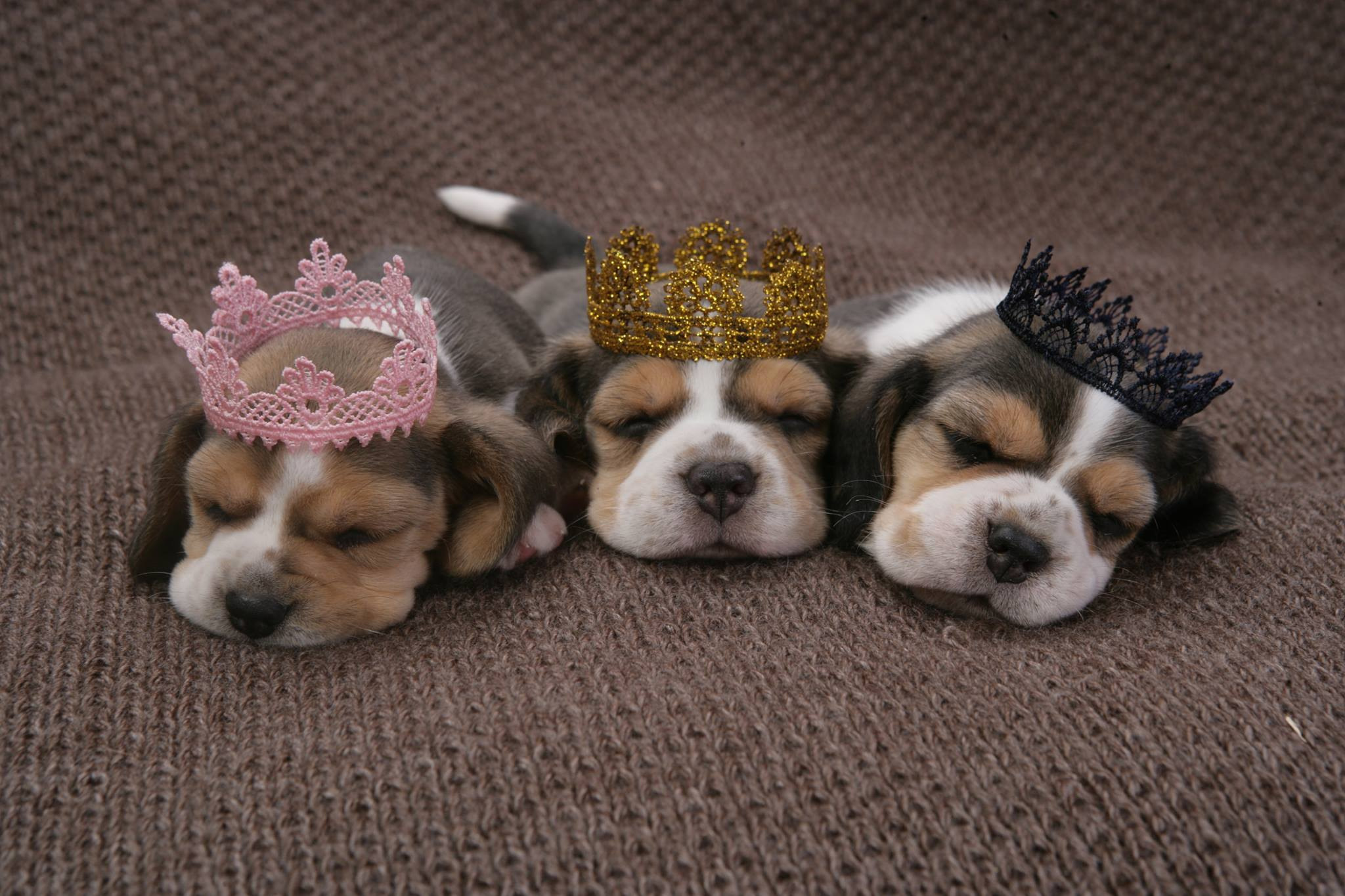 Порода бігль. Пес чи сука? Кого краще вибрати?. Питомник биглей Selesta’s Dreams