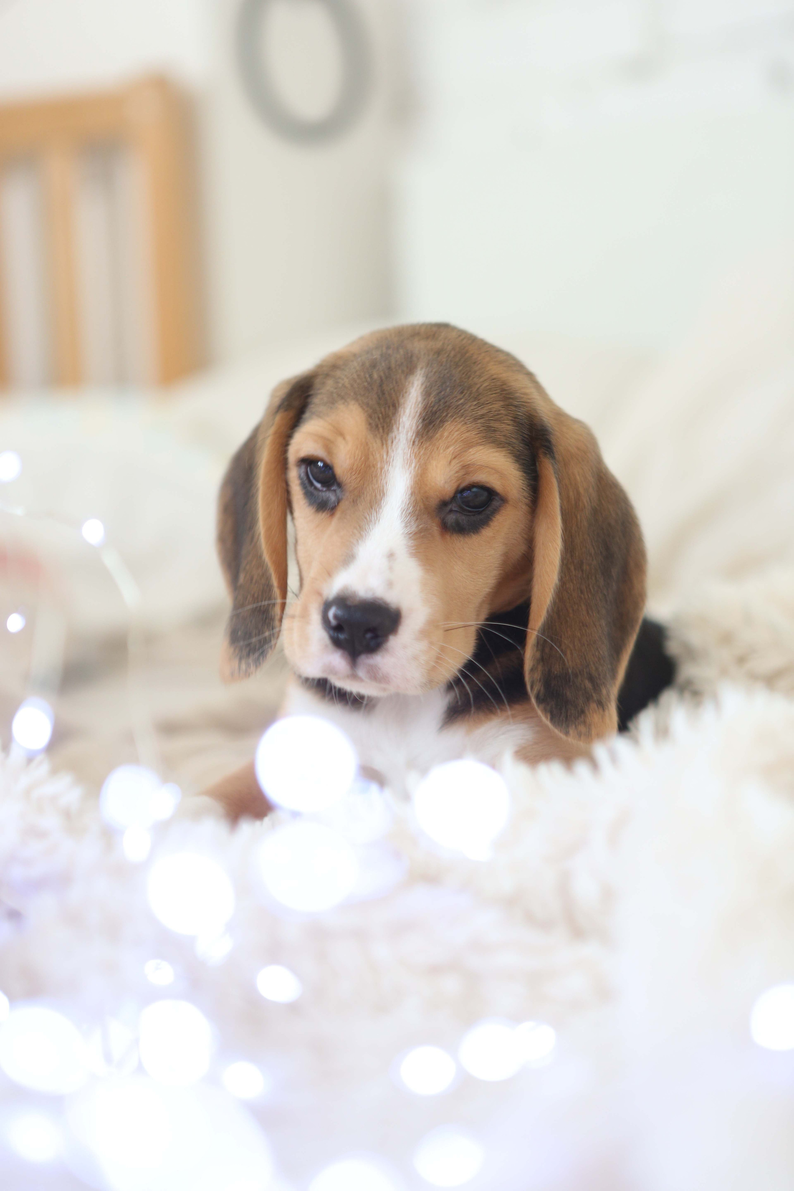 Єрик+Перік. Розплідник біглей в Україні