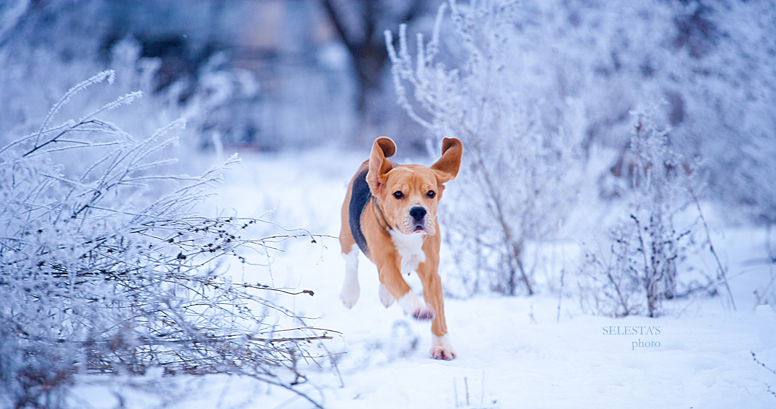 Тіна. Розплідник біглей в Україні