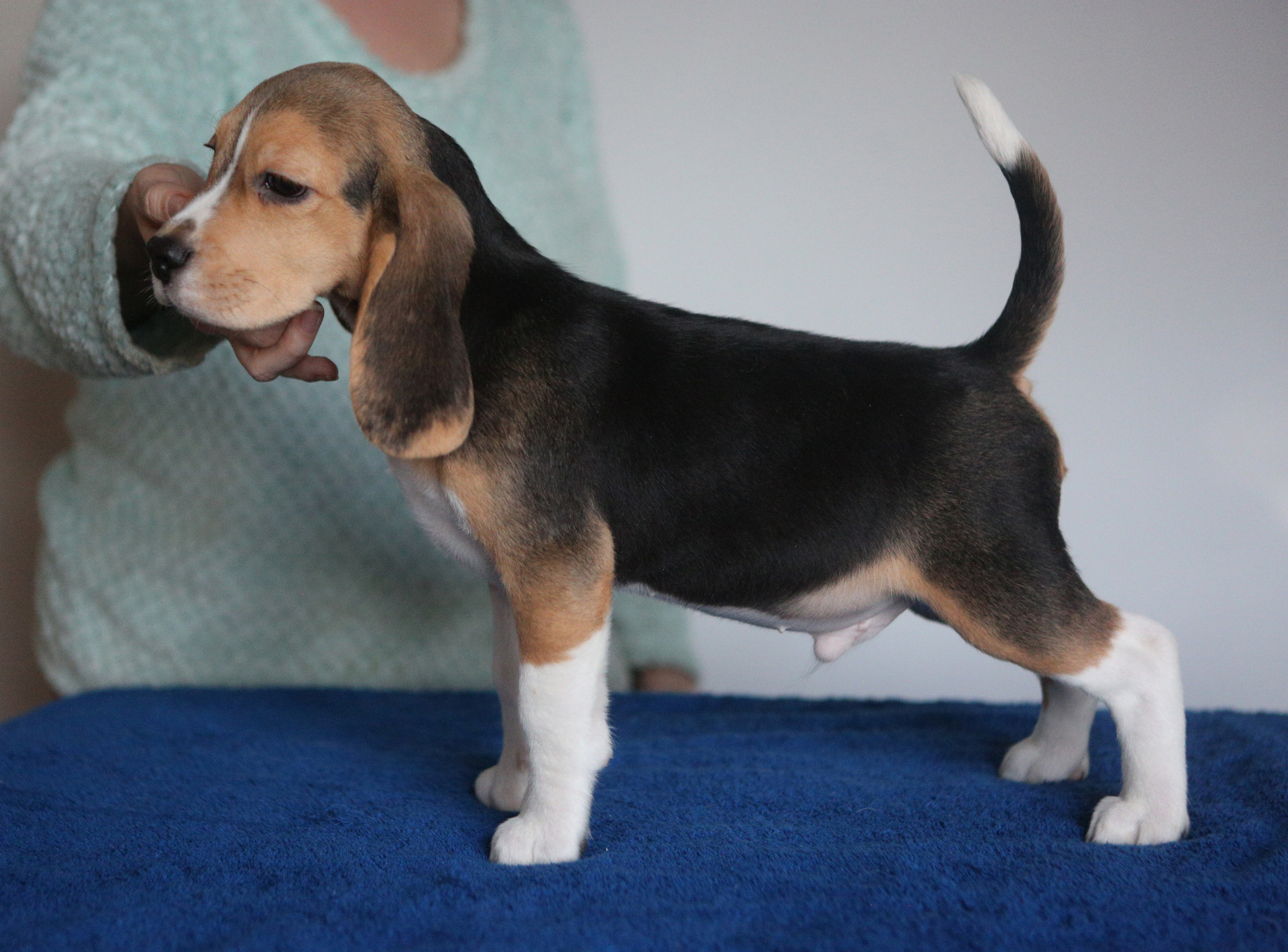 Krepish + Karamel. Питомник биглей Selesta’s Dreams