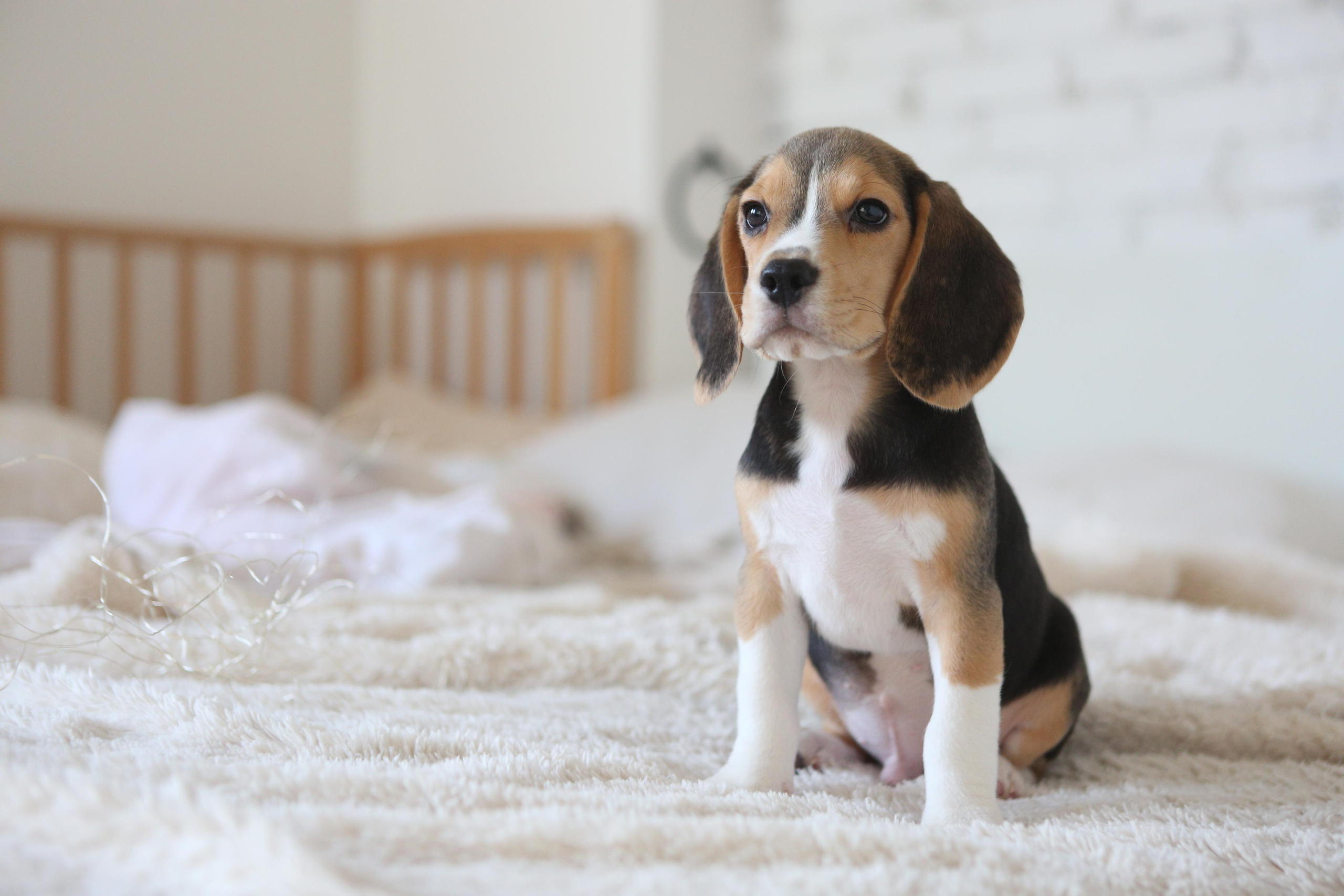 Krepish + Karamel. Питомник биглей Selesta’s Dreams