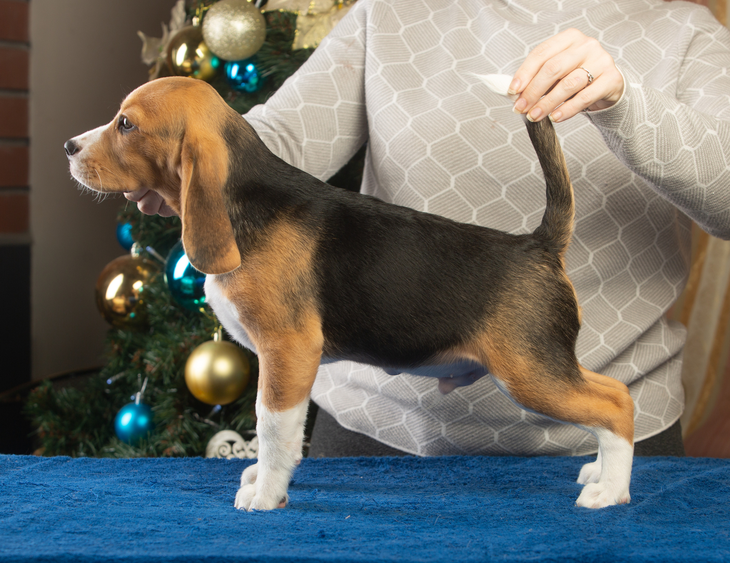 Єрик+Перік. Розплідник біглей в Україні