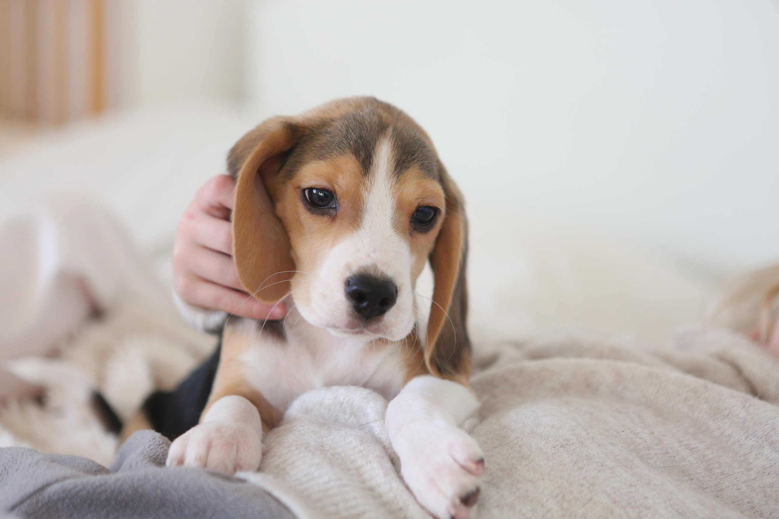 Krepish + Karamel. Питомник биглей Selesta’s Dreams