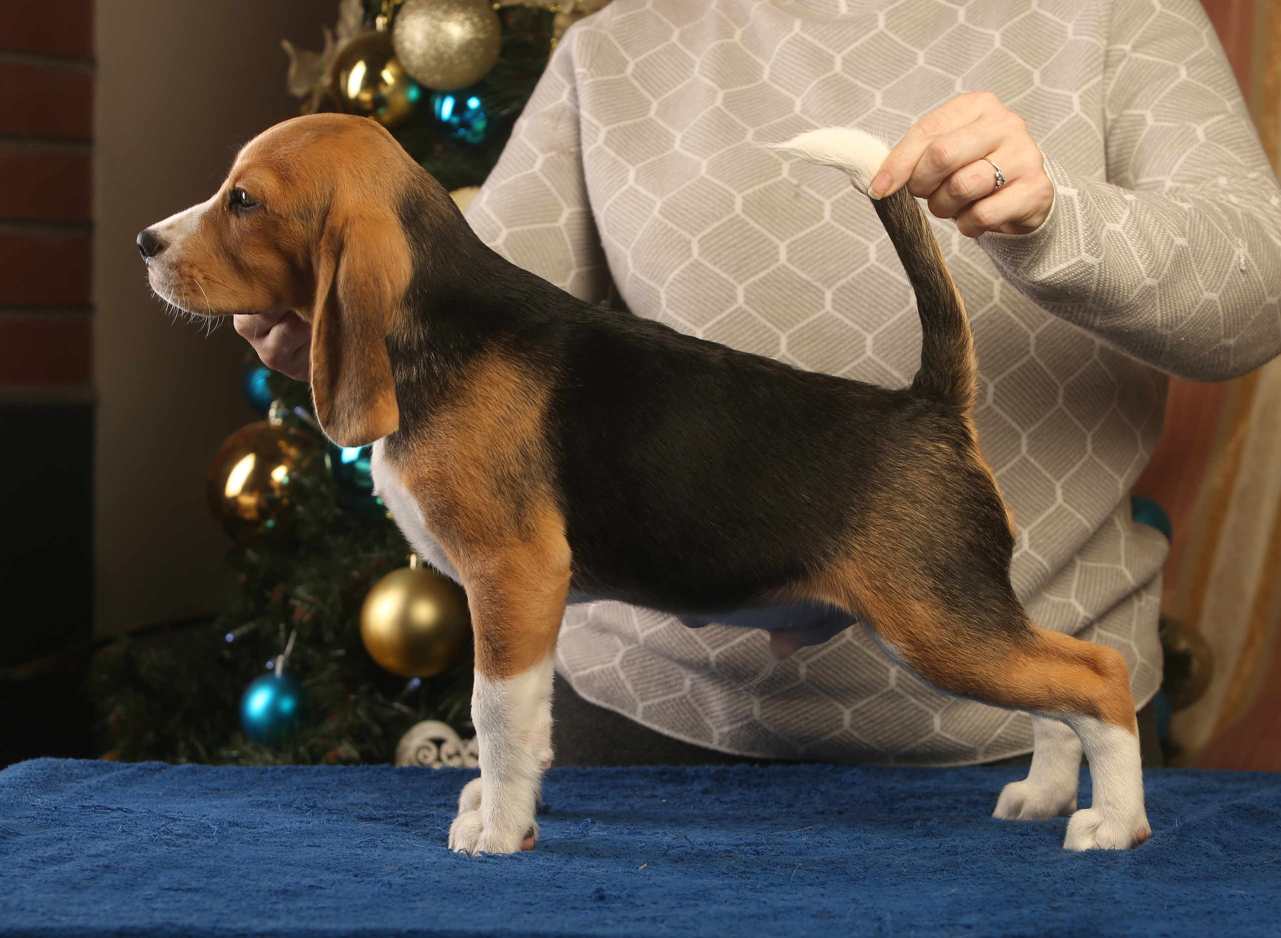 Єрик+Перік. Розплідник біглей в Україні