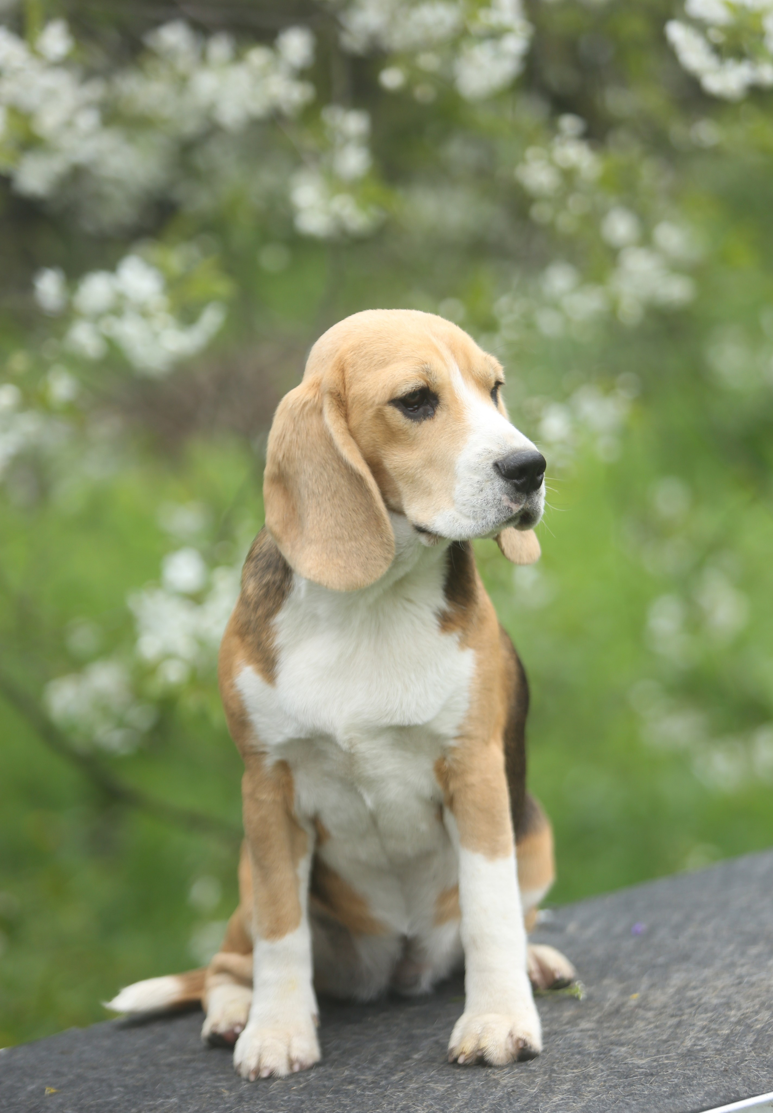Шайн. Розплідник біглей в Україні