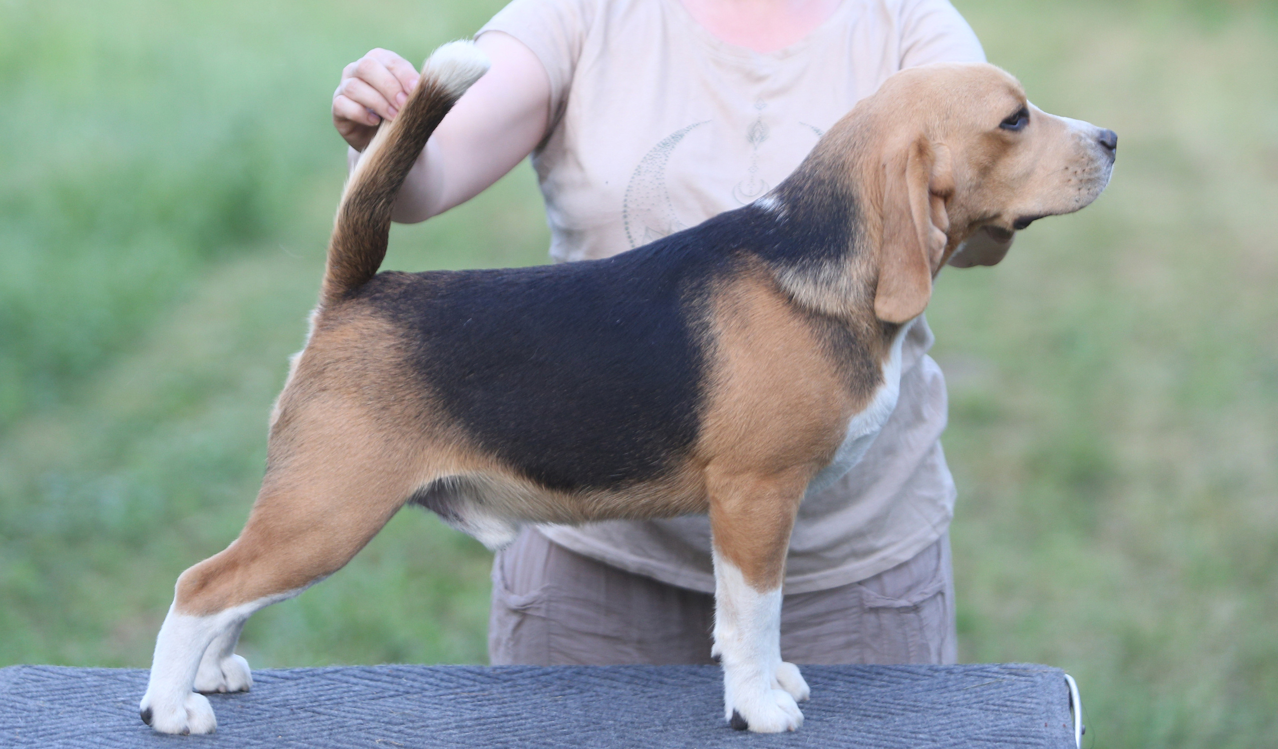 Джони. Питомник биглей Selesta’s Dreams