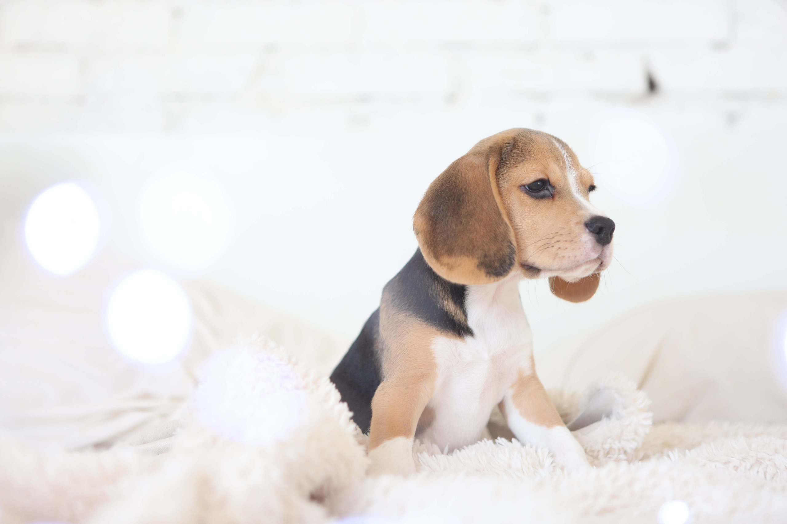 Єрик+Перік. Розплідник біглей в Україні