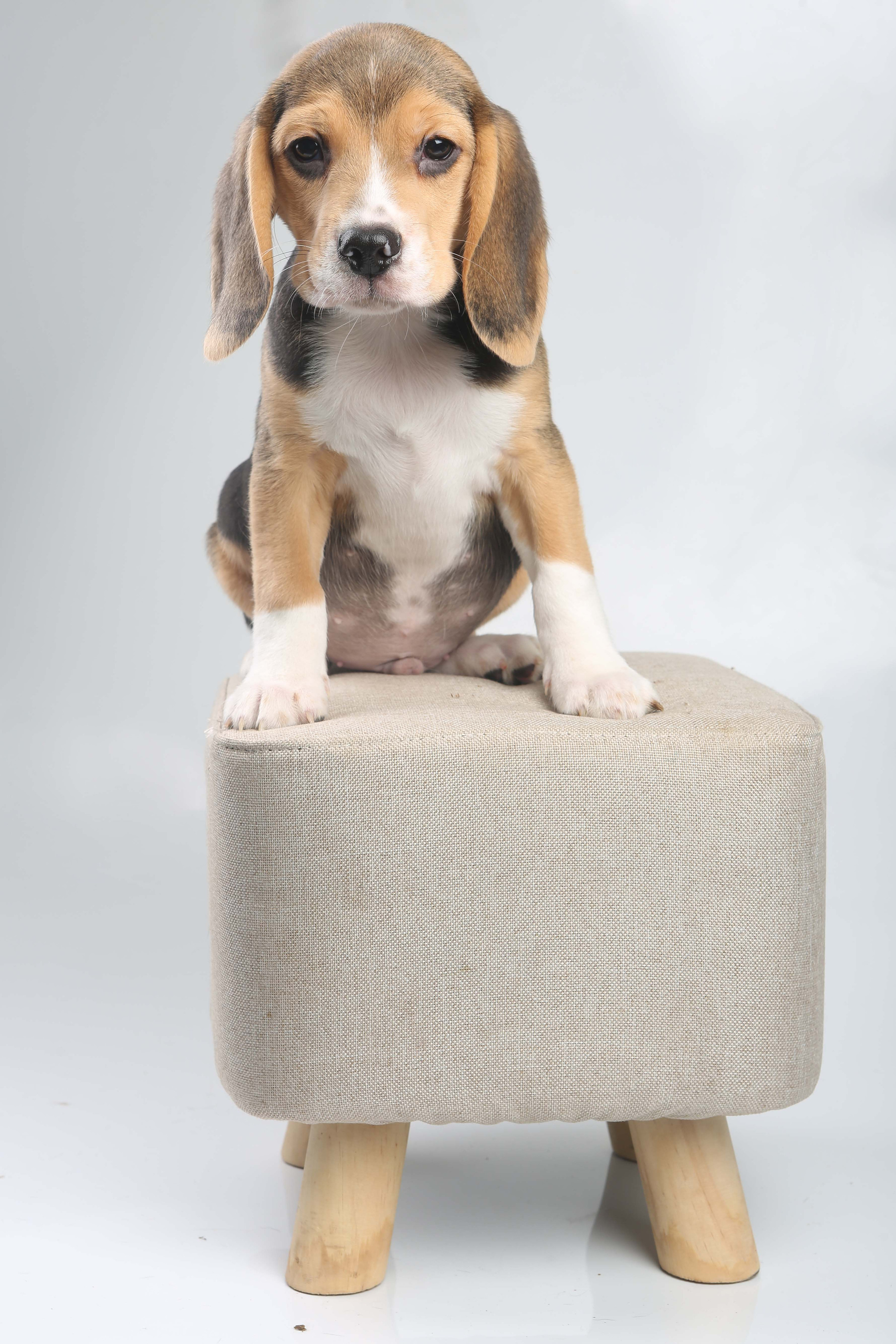 Єрик+Перік. Розплідник біглей в Україні