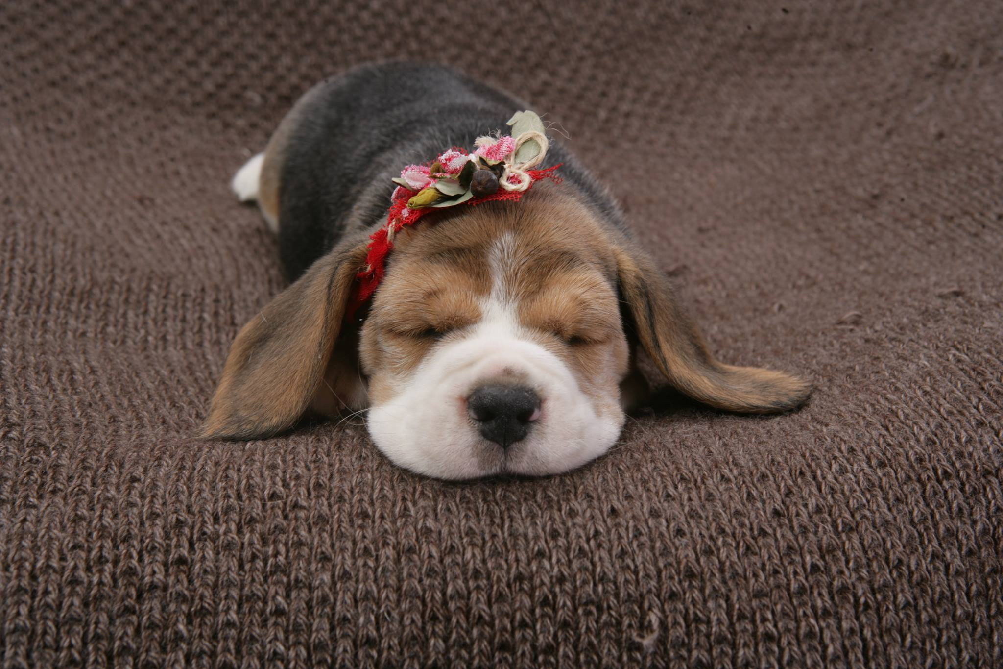 Як вибрати цуценя бігля. Розплідник біглей в Україні