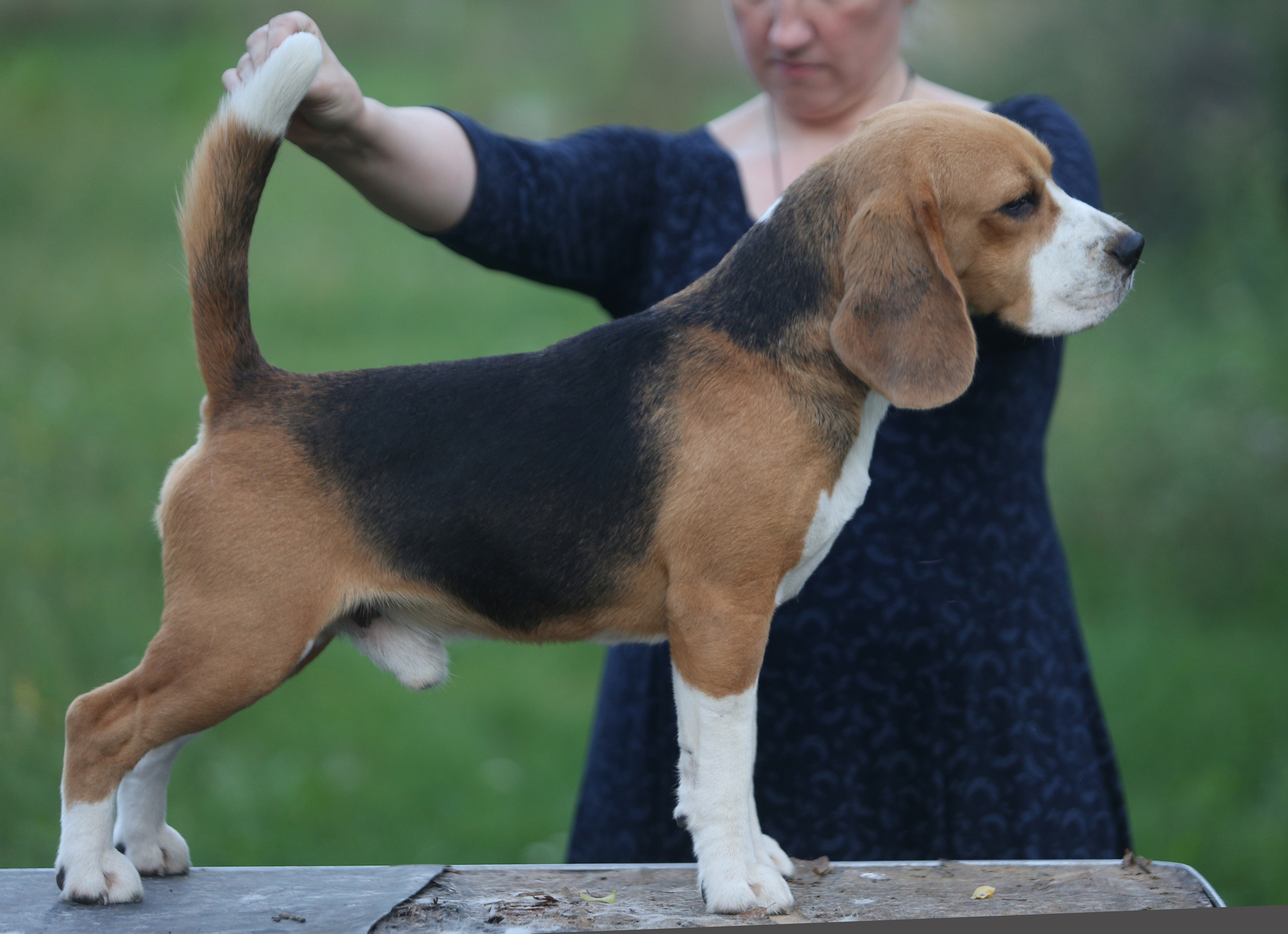 Тіна. Розплідник біглей в Україні