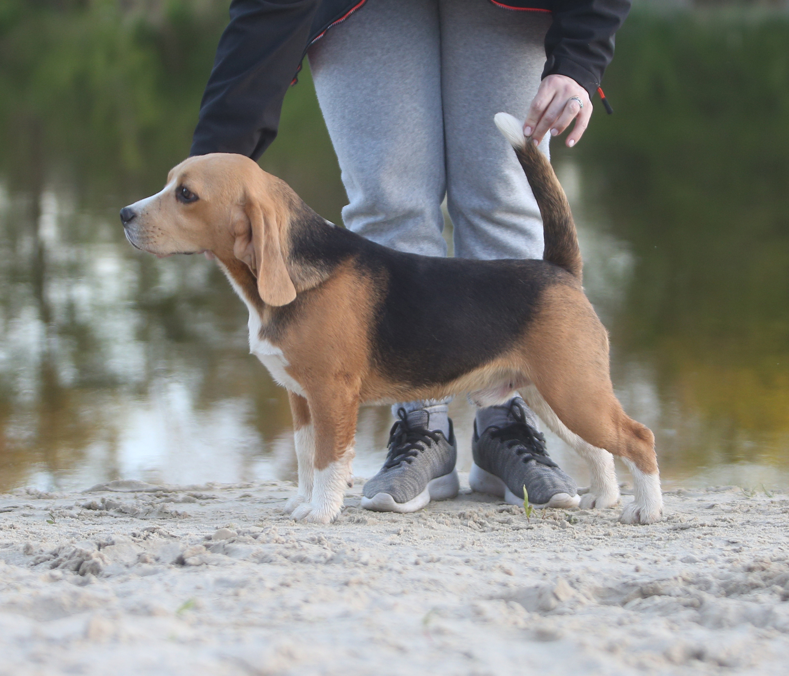 Джони. Питомник биглей Selesta’s Dreams