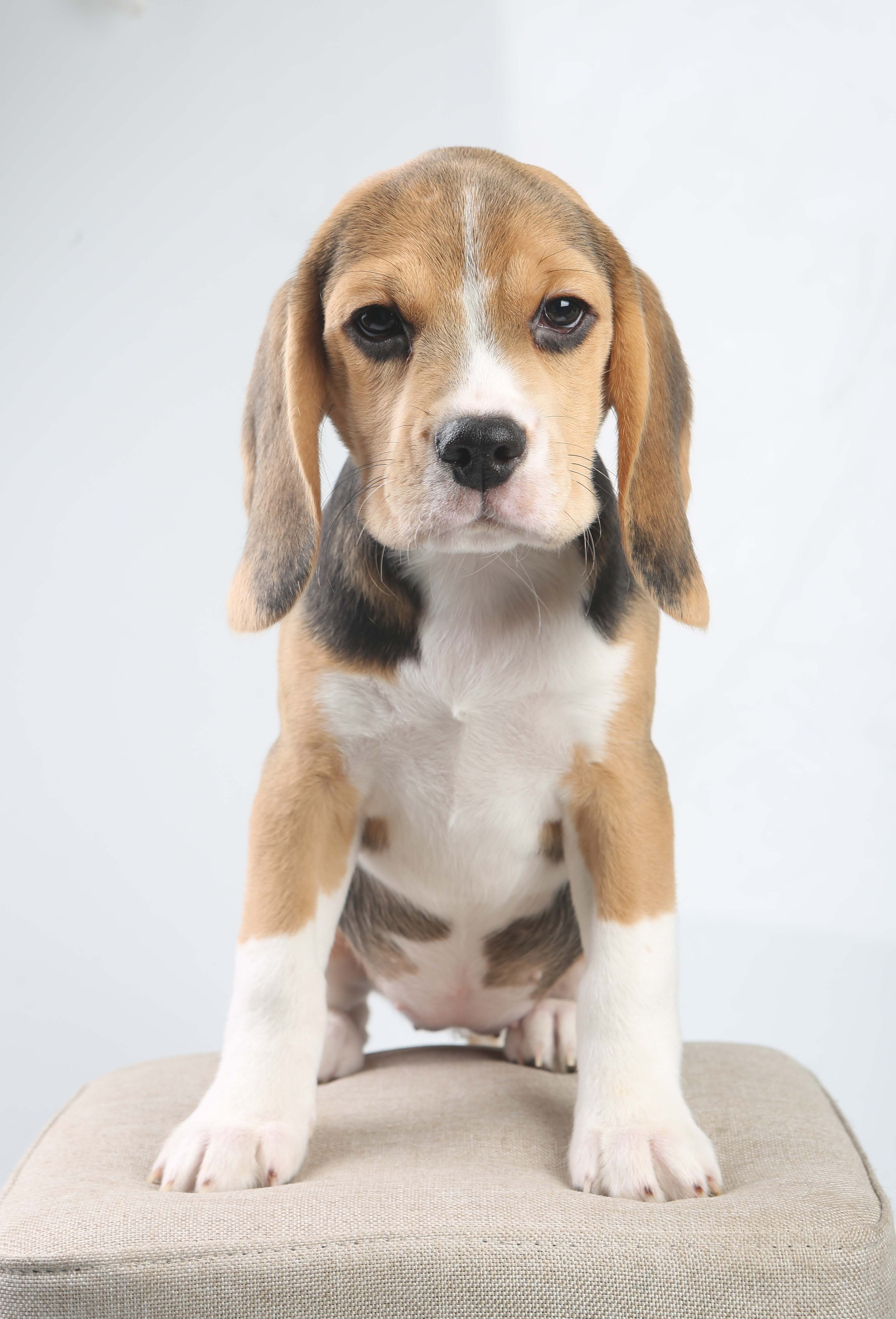 Єрик+Перік. Розплідник біглей в Україні