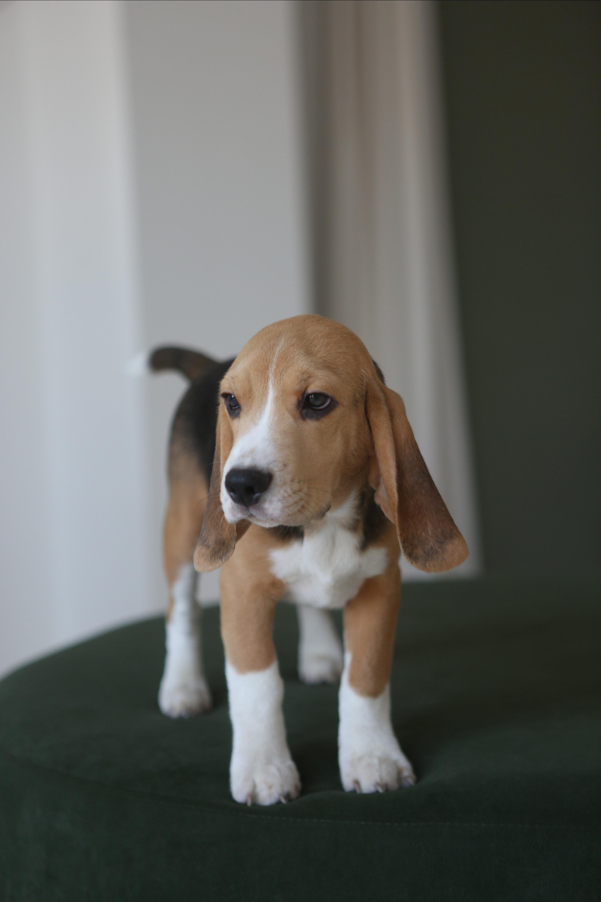 Джони. Питомник биглей Selesta’s Dreams