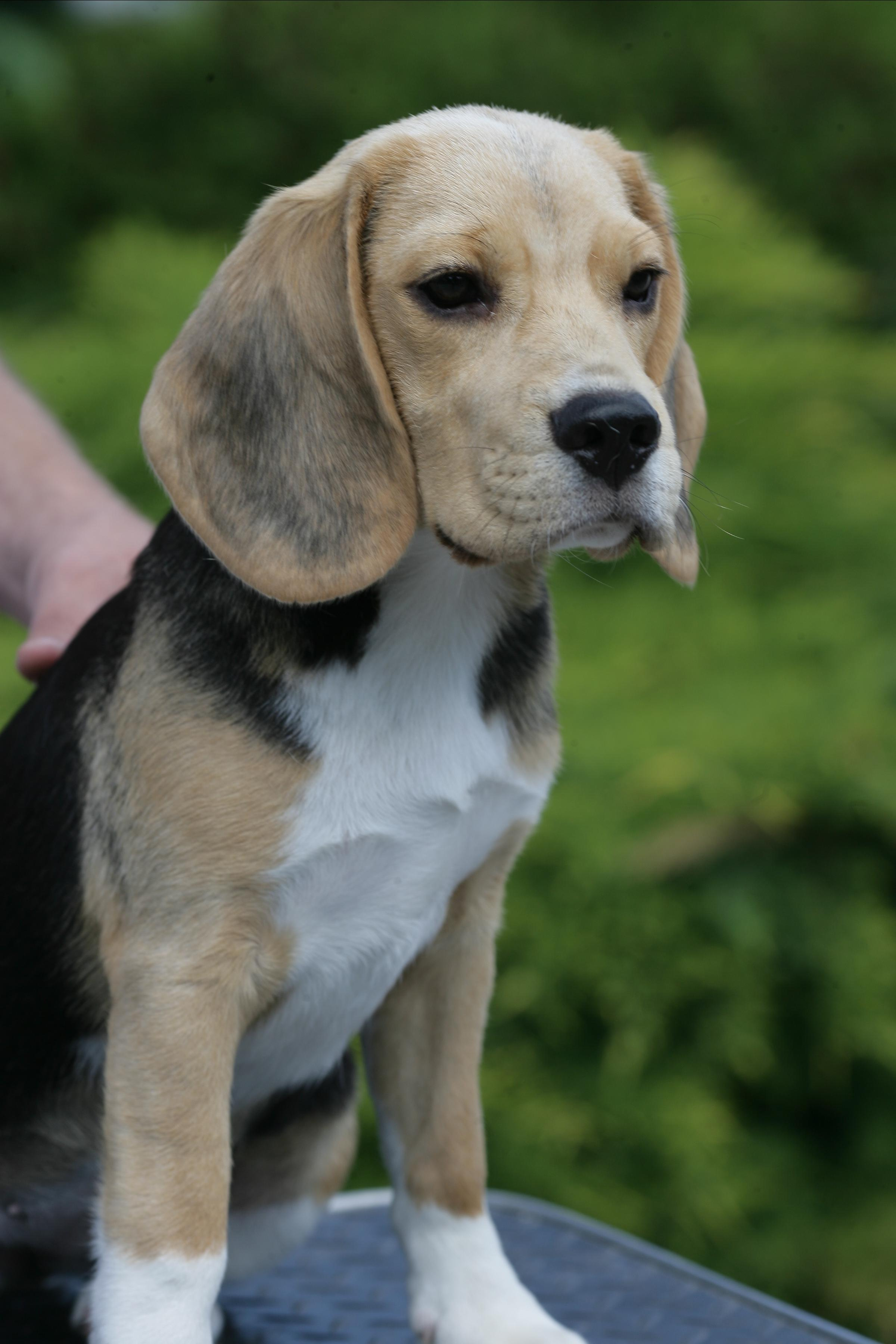 Тіна. Розплідник біглей в Україні