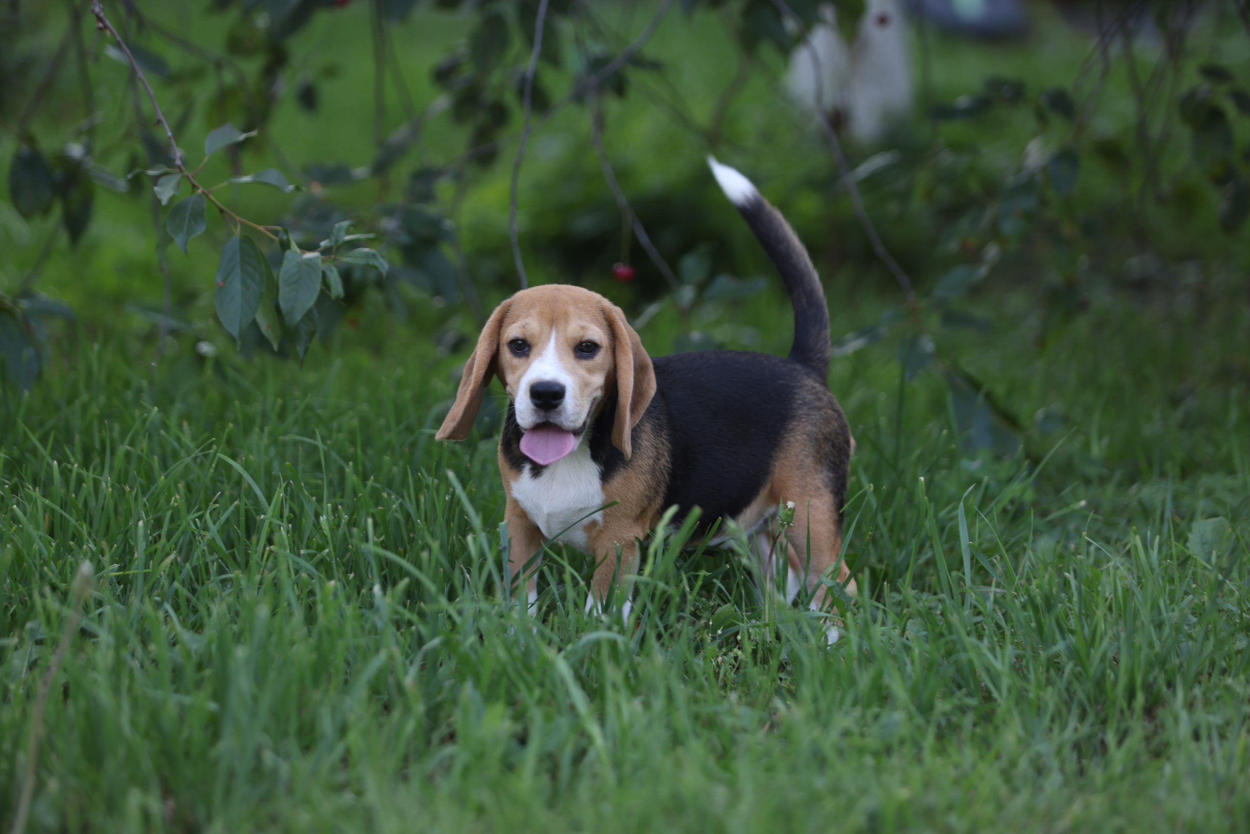 Фіона. Питомник биглей Selesta’s Dreams