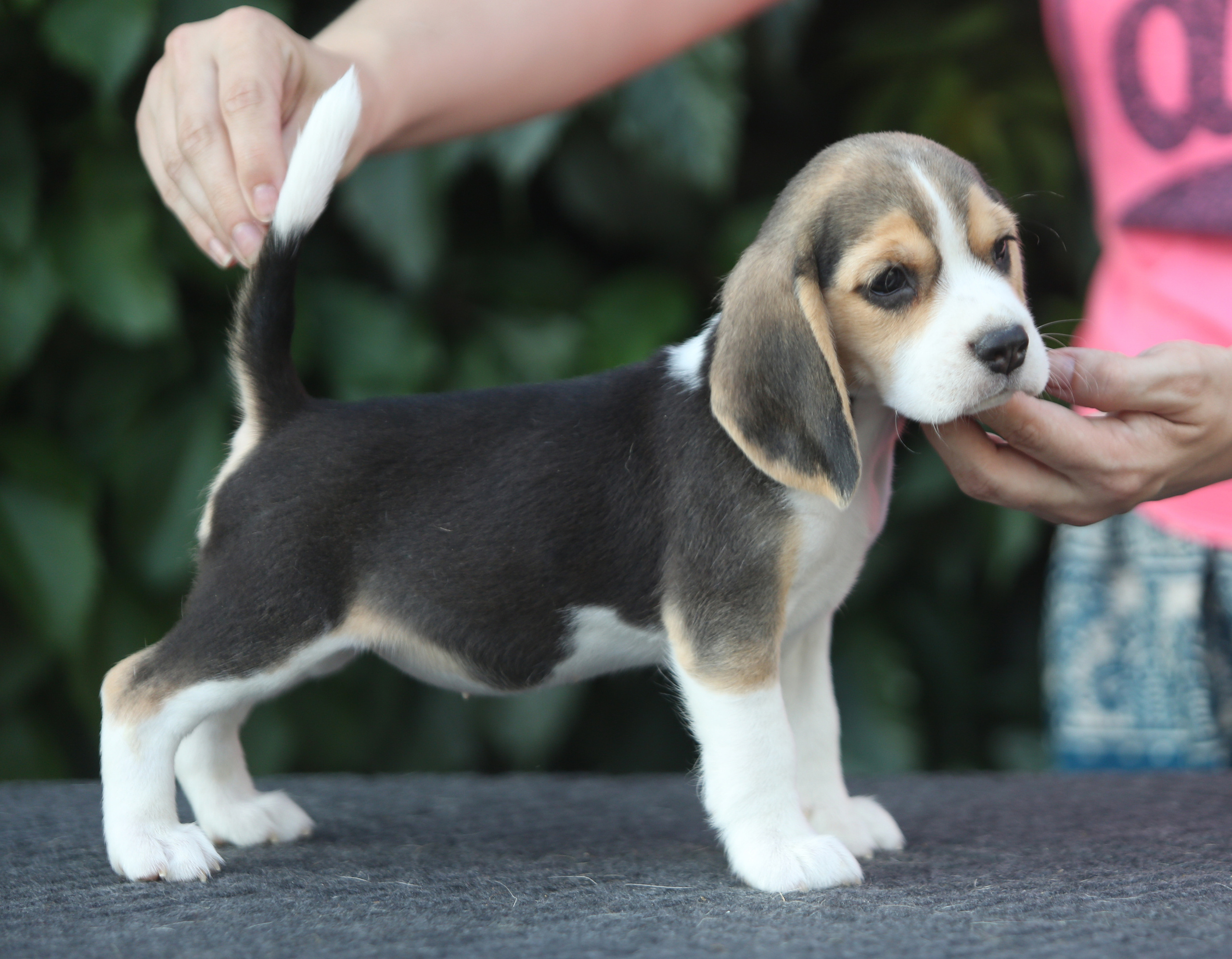 Саша і Ден. Розплідник біглей в Україні