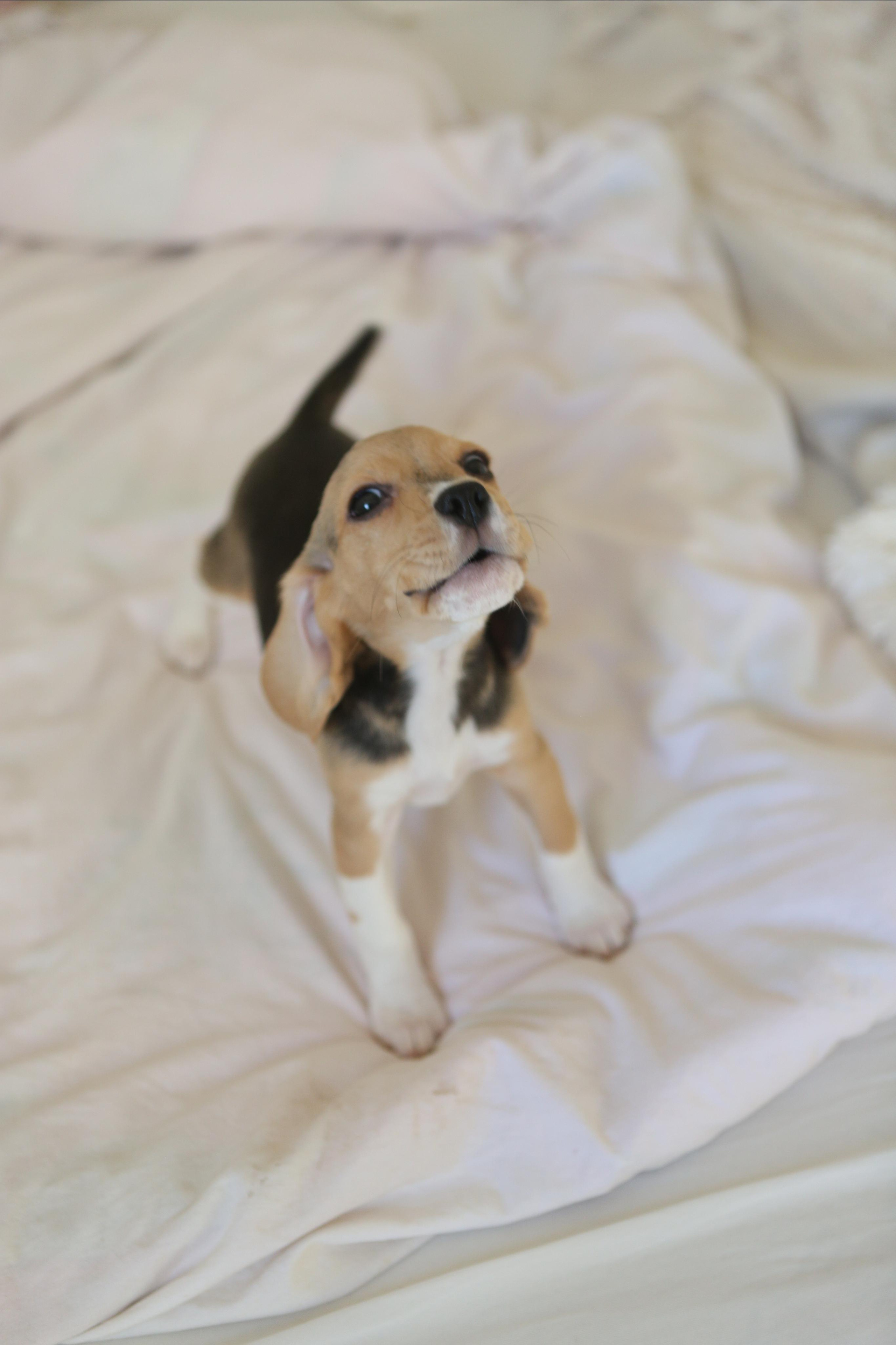 Krepish + Karamel. Питомник биглей Selesta’s Dreams