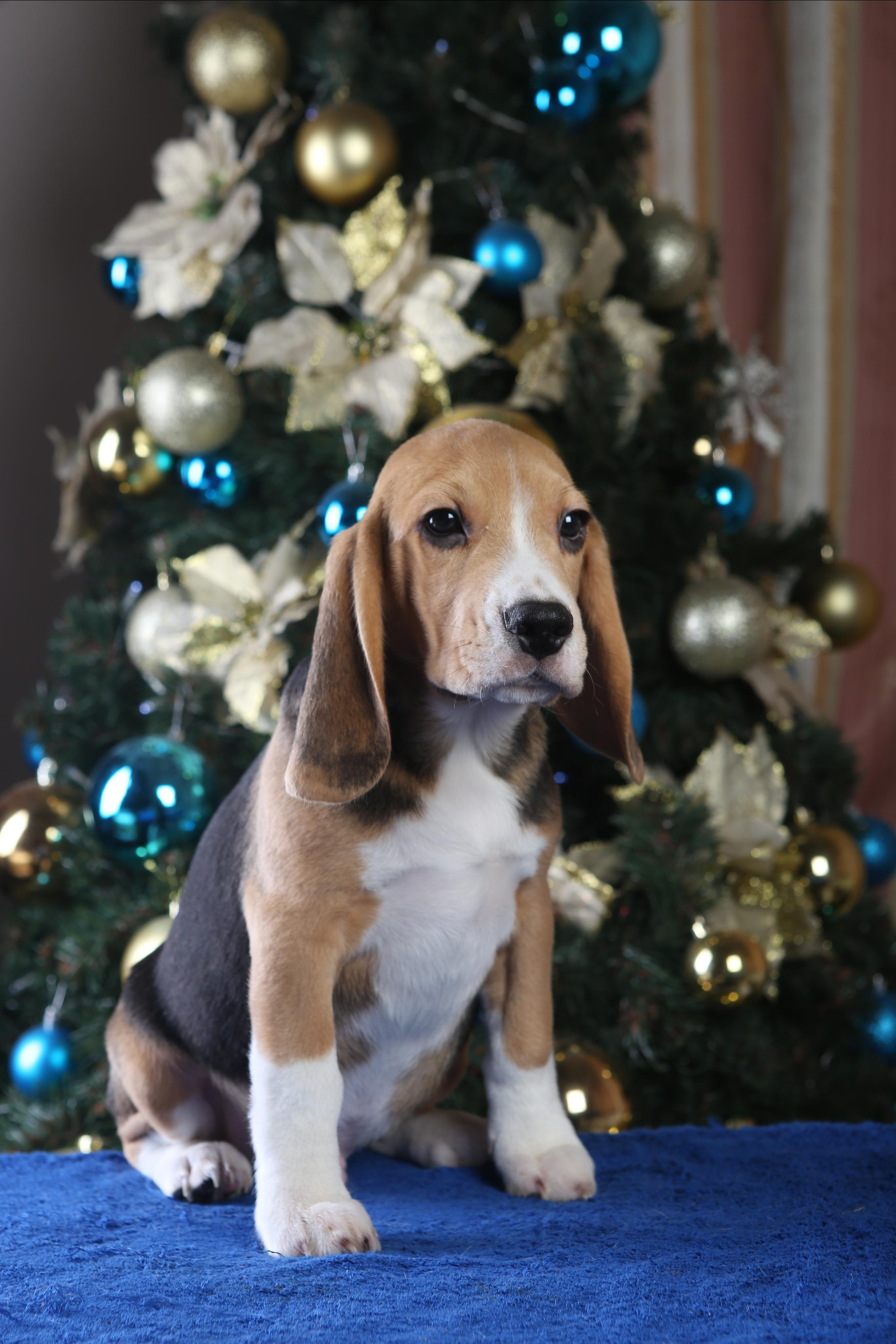 Єрик+Перік. Розплідник біглей в Україні