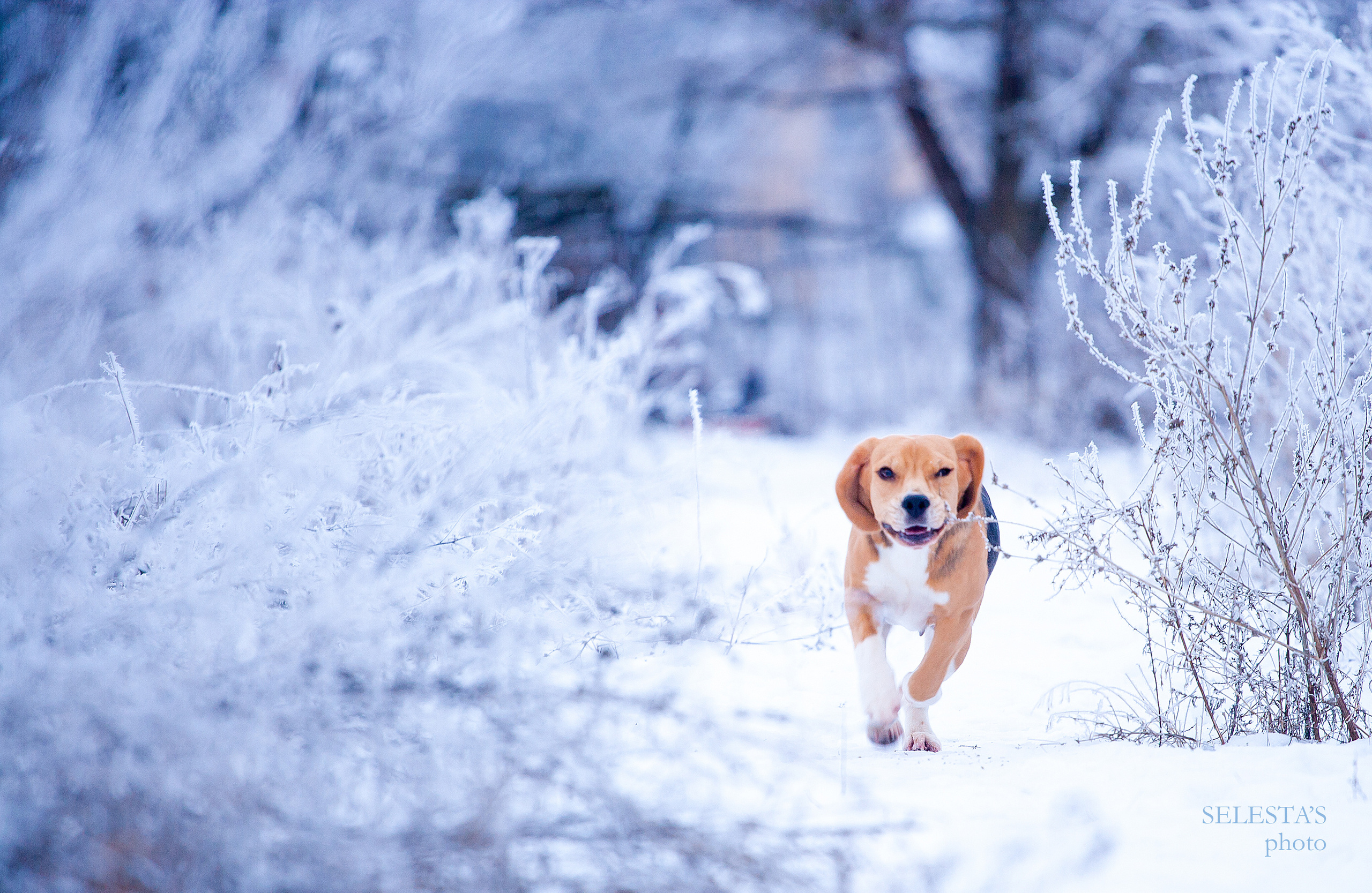 Тіна. Розплідник біглей в Україні