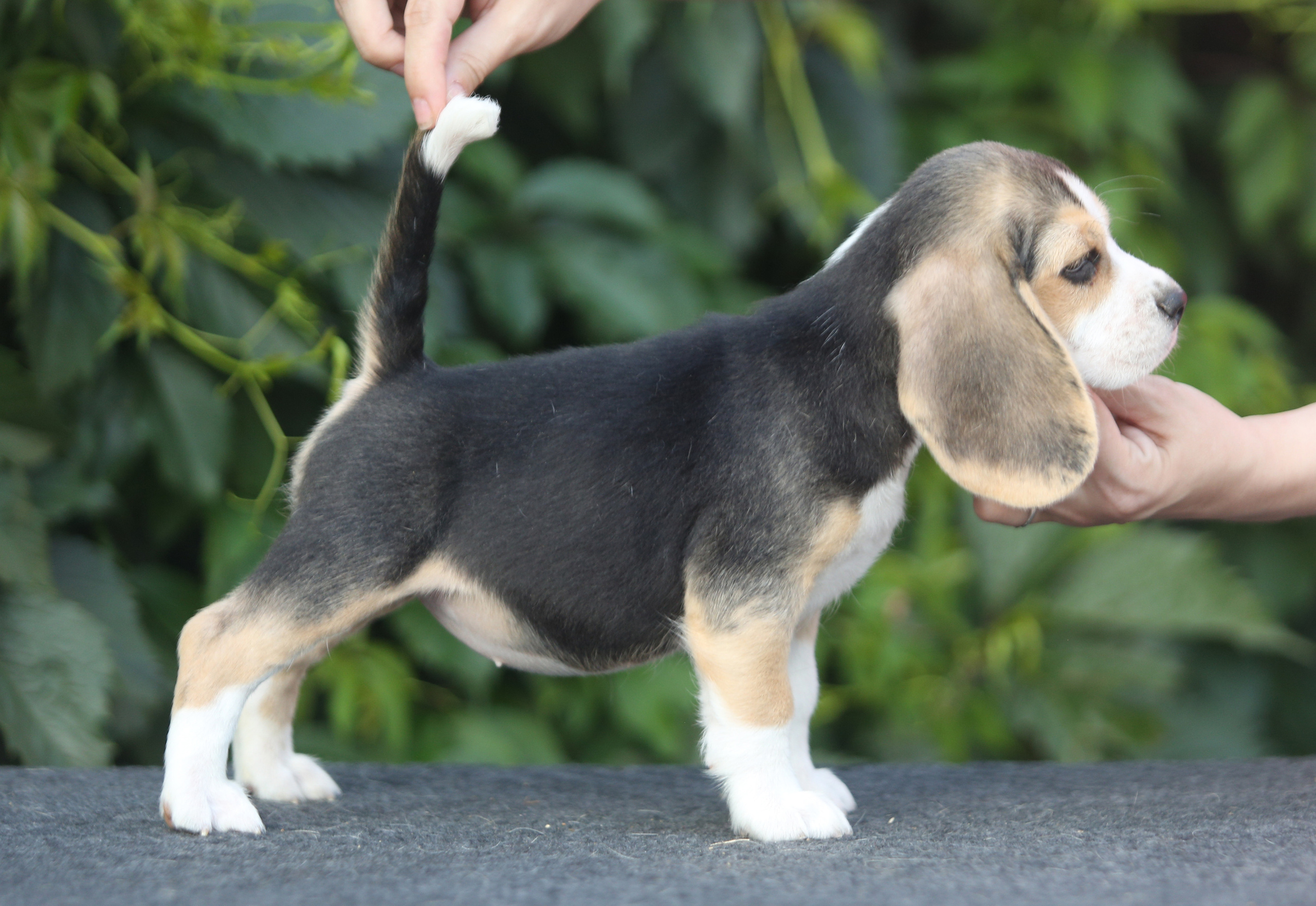 Саша і Ден. Розплідник біглей в Україні